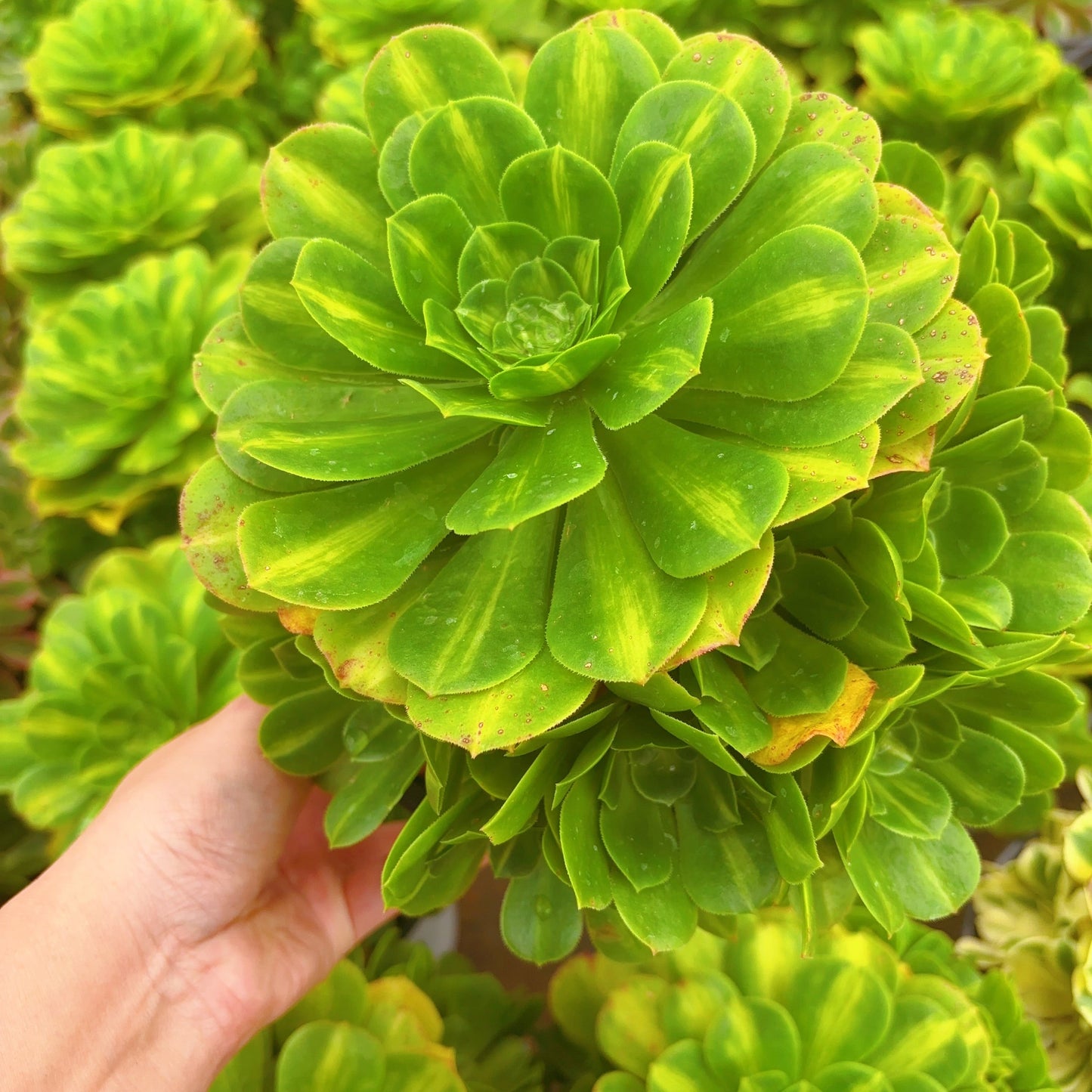 琉璃群Cluster Aeonium Glaze,Cluster At least 5 side heads 15-20cm