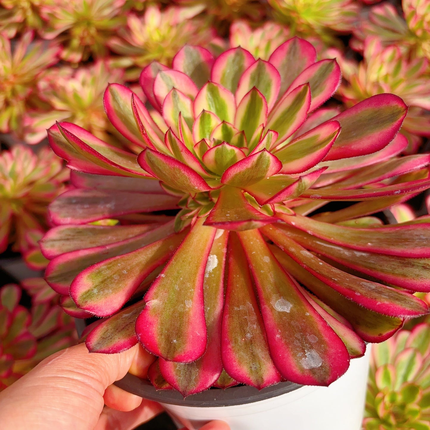 白月光Cluster Aeonium Pure Moonlight,Cluster 15-20cm at least 5 side heads