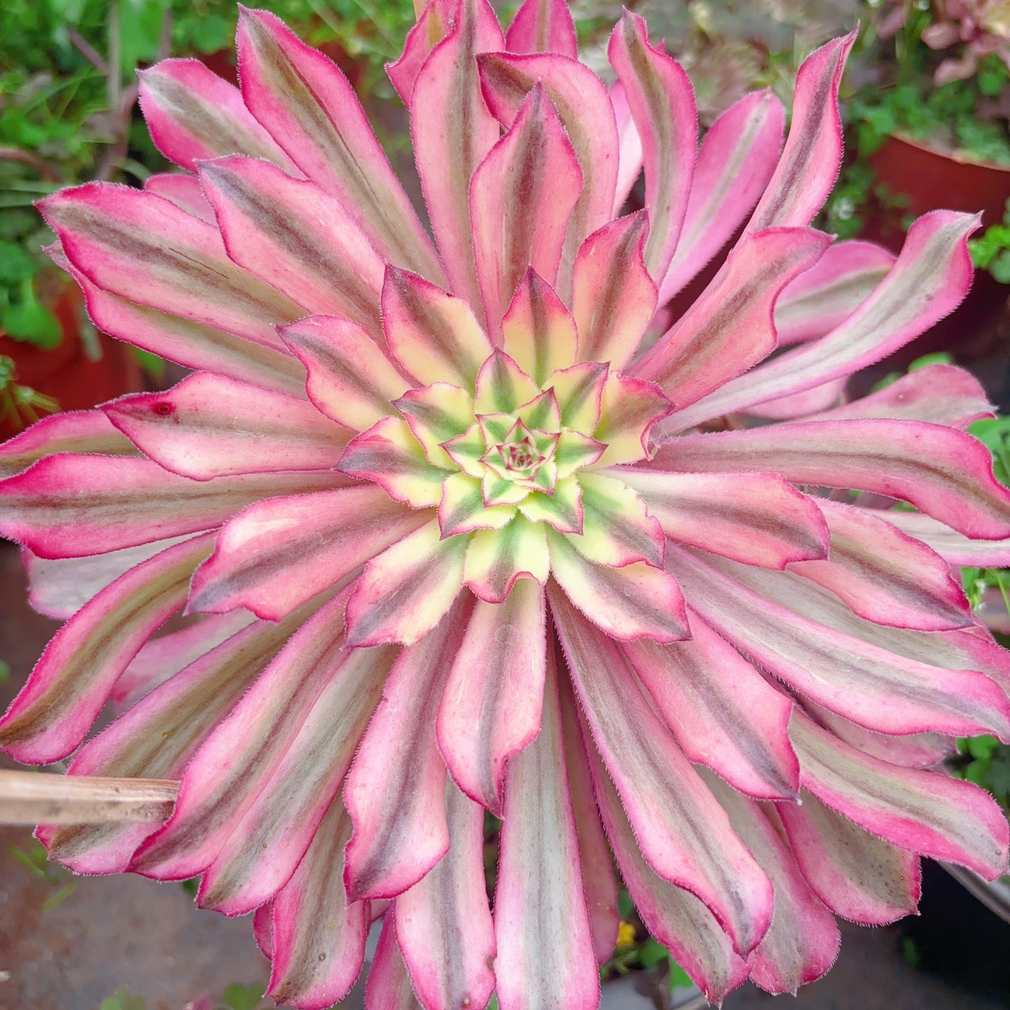 仙墨 Aeonium Fairy Ink,Cutting 10cm