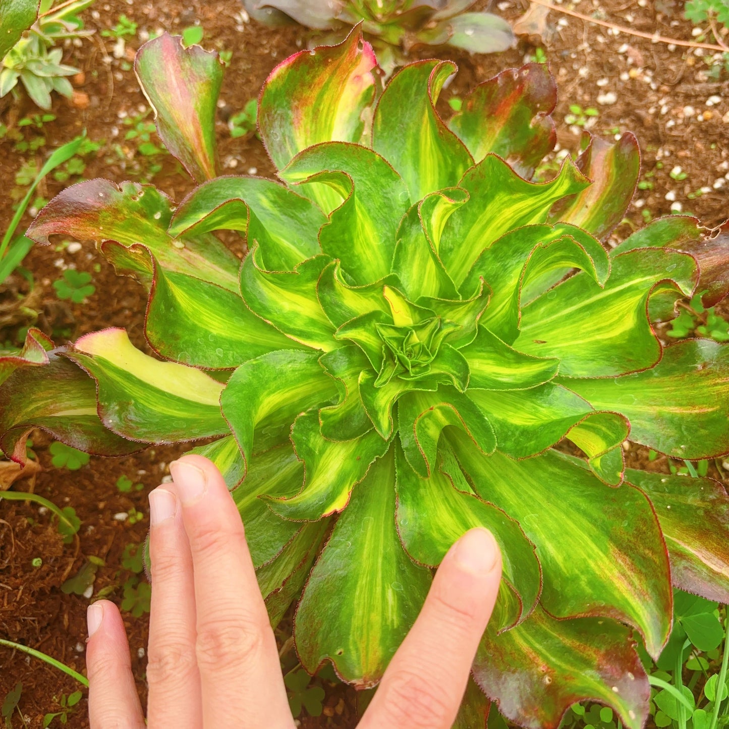 冰武士七彩中斑,Aeonium Ice Warrior Colourful Middle Varigated,Cutting,15-20cm