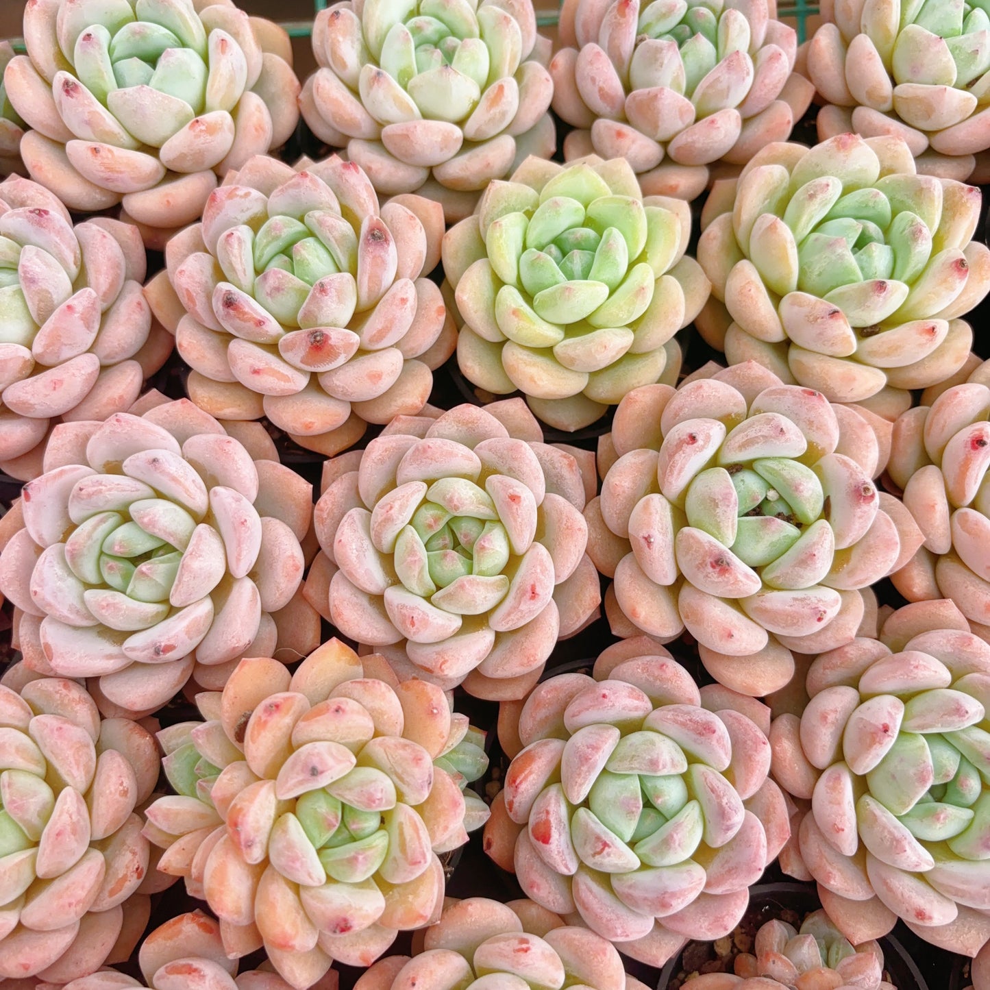 雪酥,Echeveria Snowball Cookies,Single Head,5.5cm pot