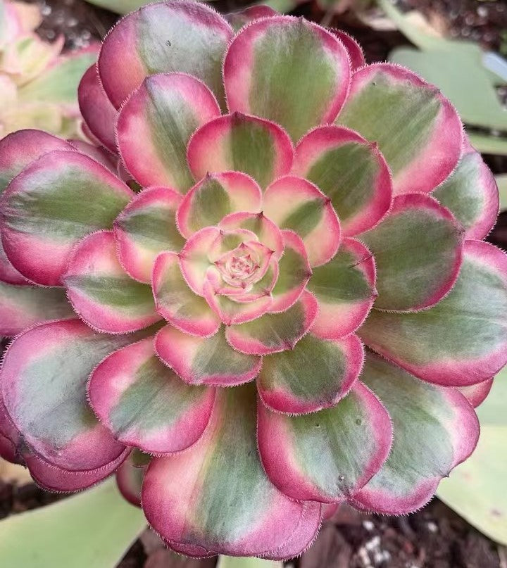 云荷,Aeonium Yunhe,Cutting 10cm