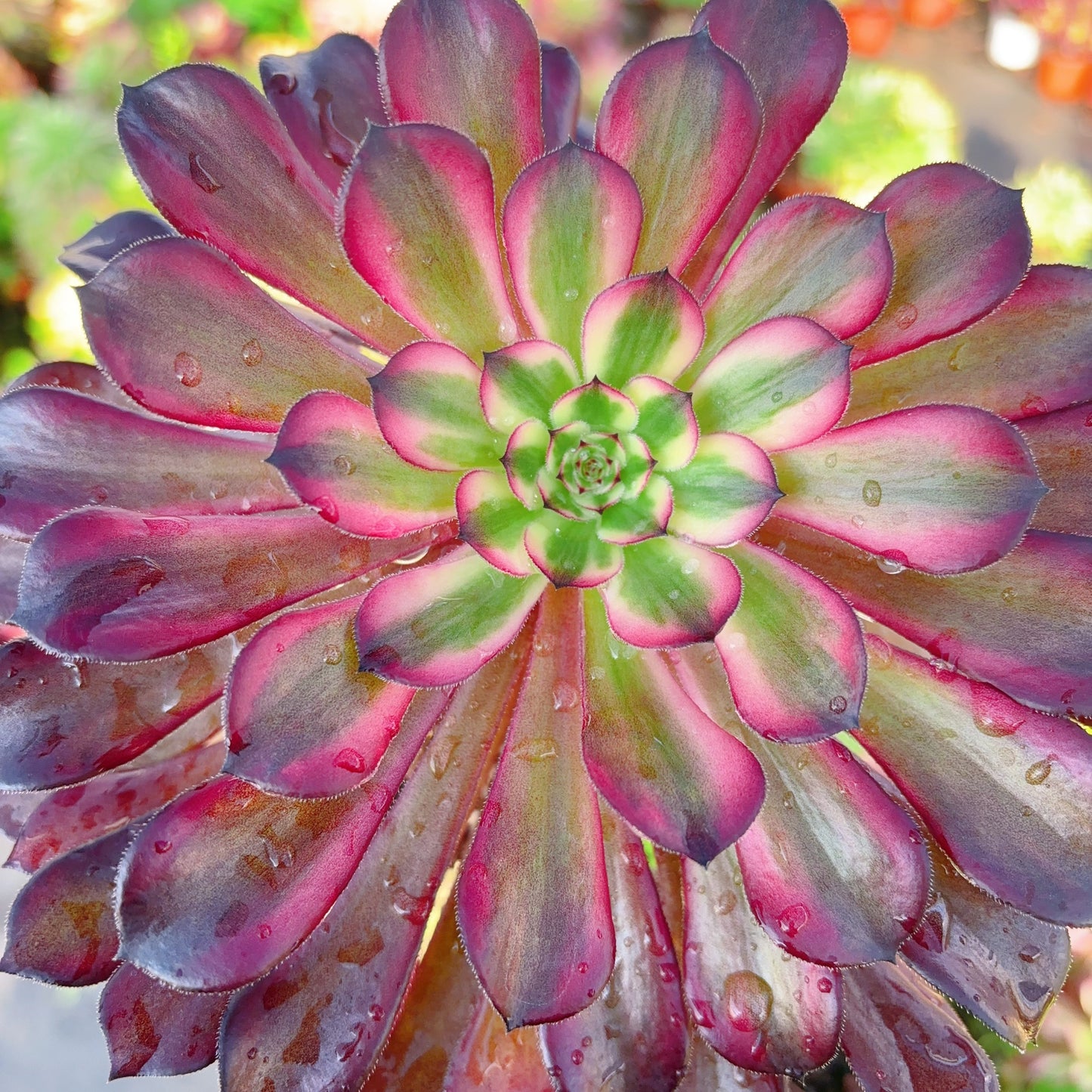 草莓蛋糕,Aeonium Strawberry Cake,Single Head,13cm
