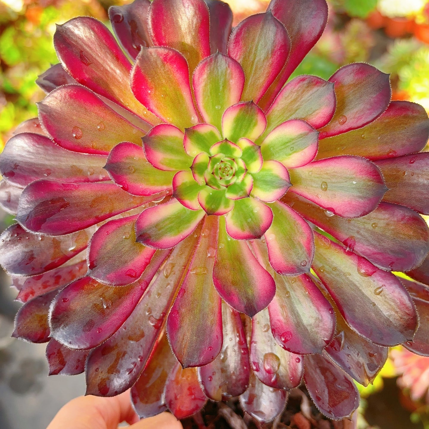 草莓蛋糕,Aeonium Strawberry Cake,Single Head,13cm