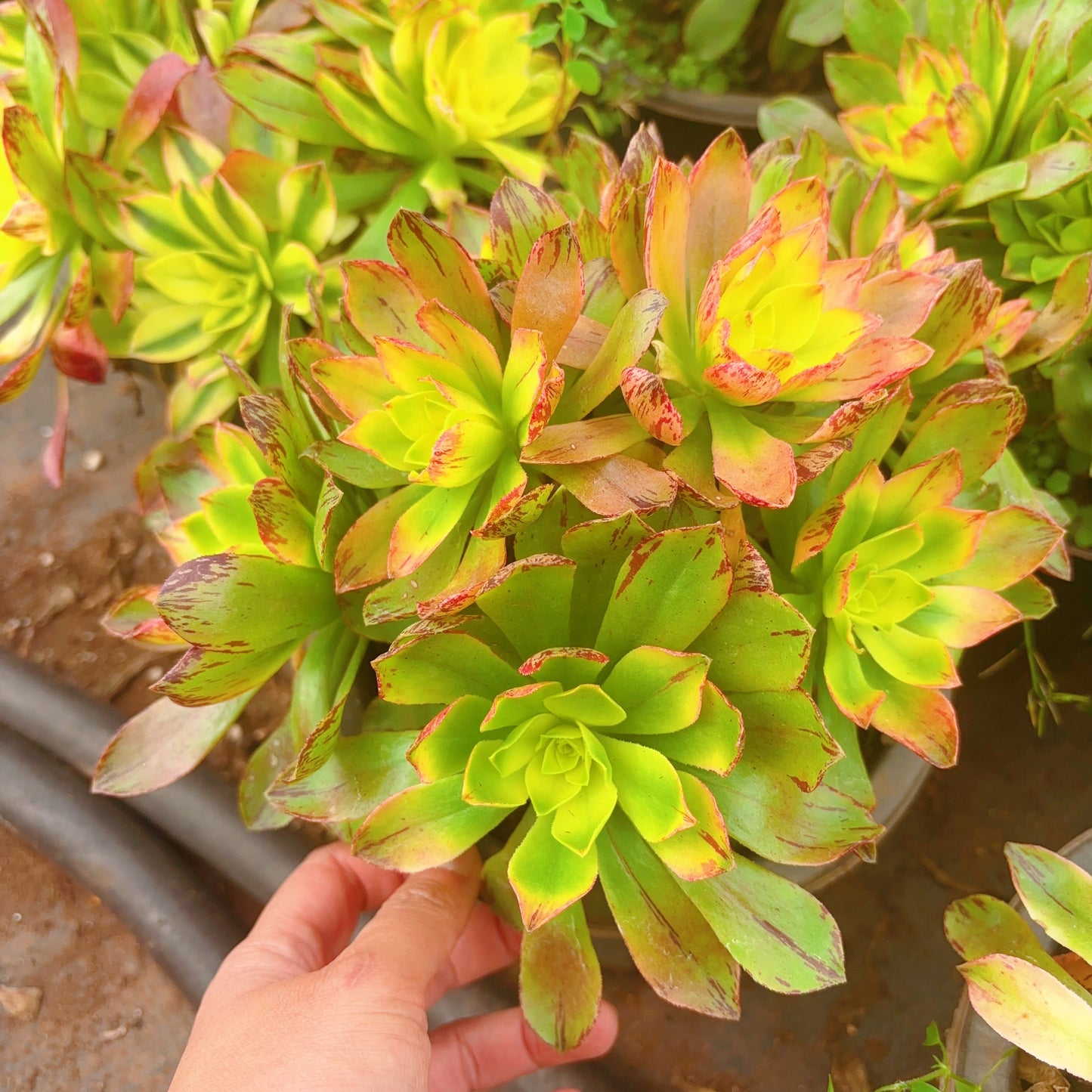 荷花,Aeonium Lotus,Cluster,20cm,At Least 8 heads