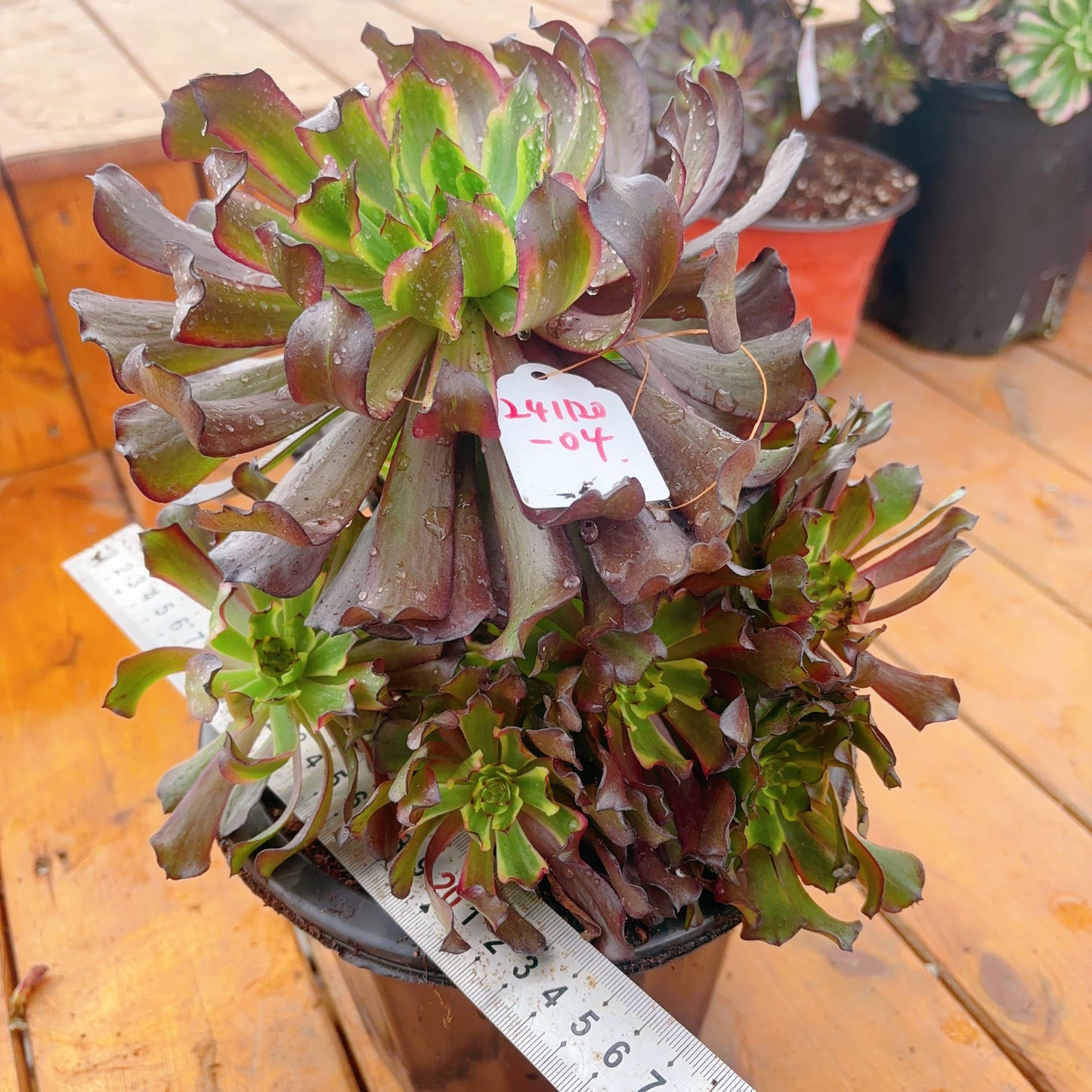 Unique!!No.241102-04.Aeonium Black Peony,Cluster.Sizes Shown in Photos.