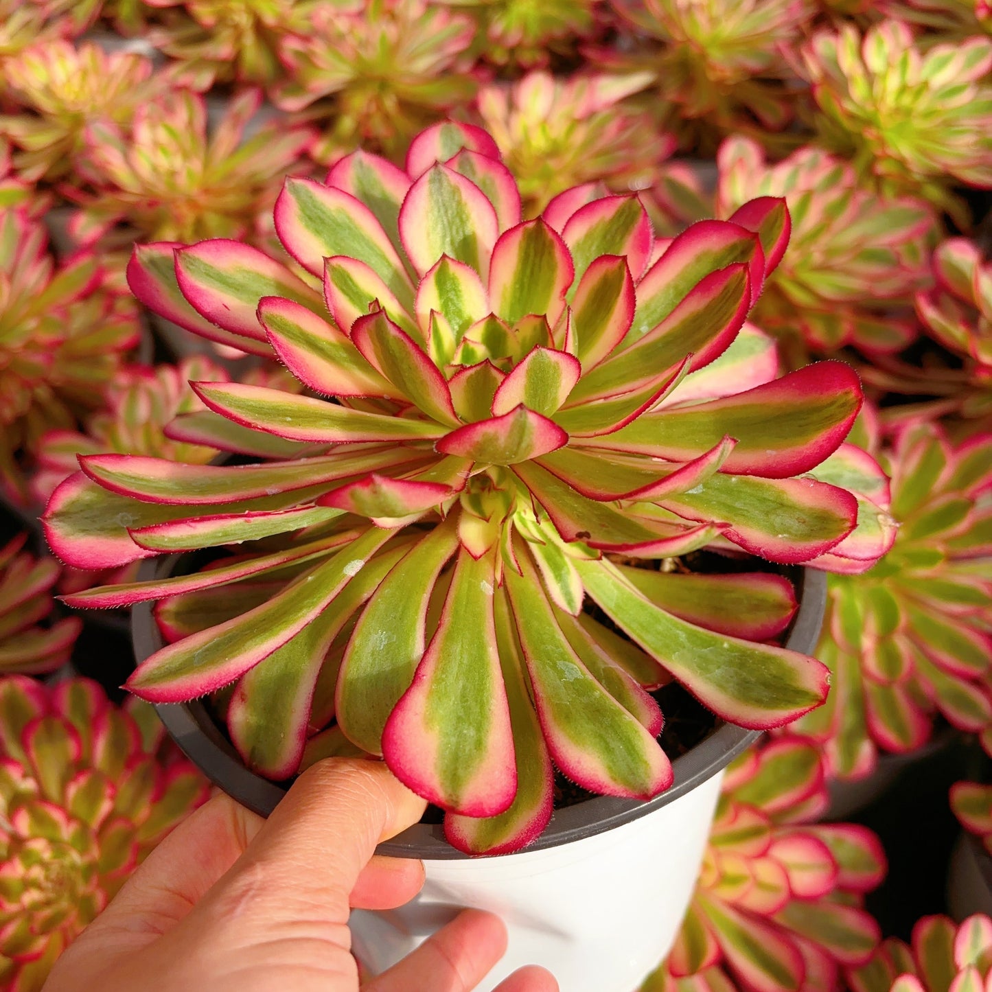白月光Cluster Aeonium Pure Moonlight,Cluster 15-20cm at least 5 side heads