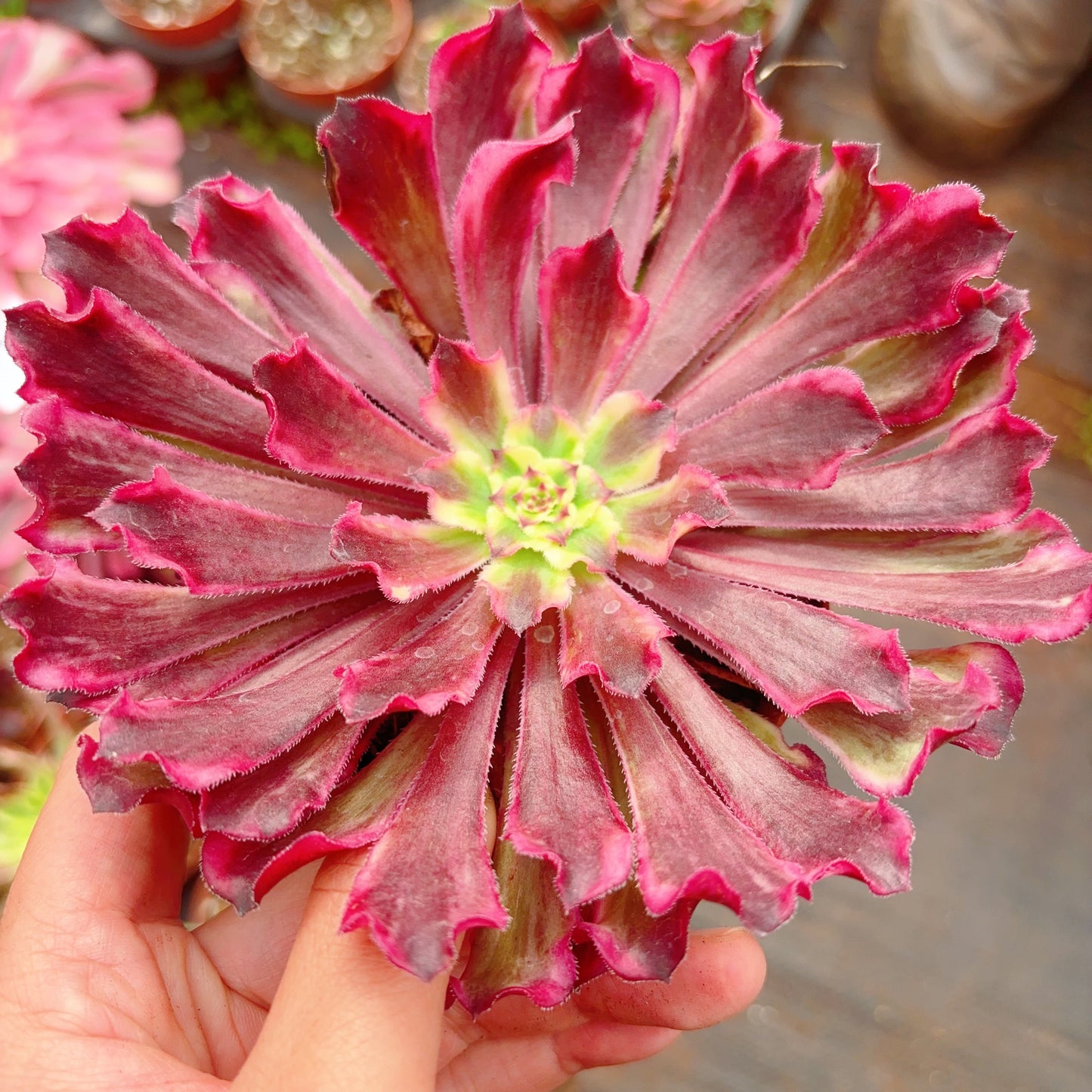 黑暗女神,Aeonium Dark Goddess,Single Head,13cm