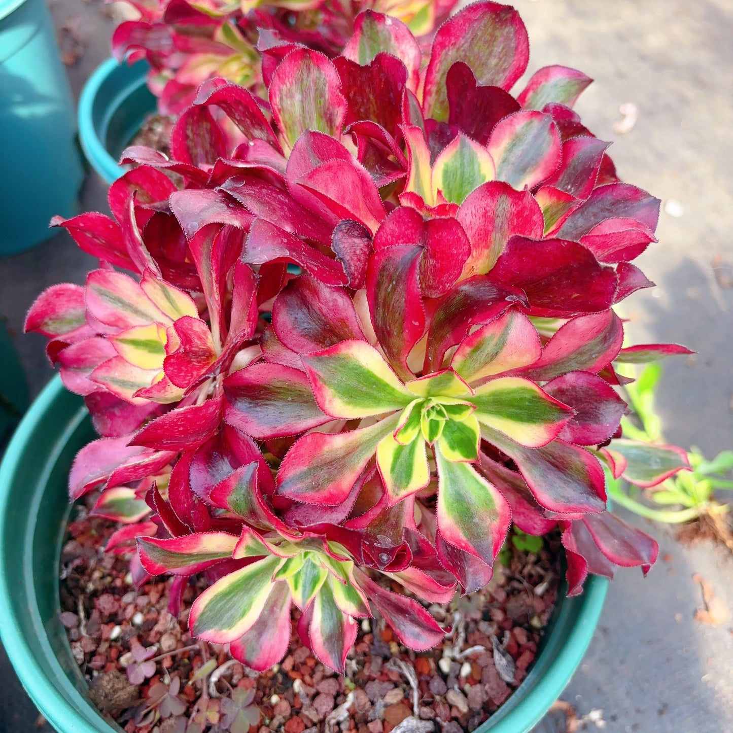 魅影群生,Cluster Aeonium Phantom,20cm,Cluster At Least 8heads