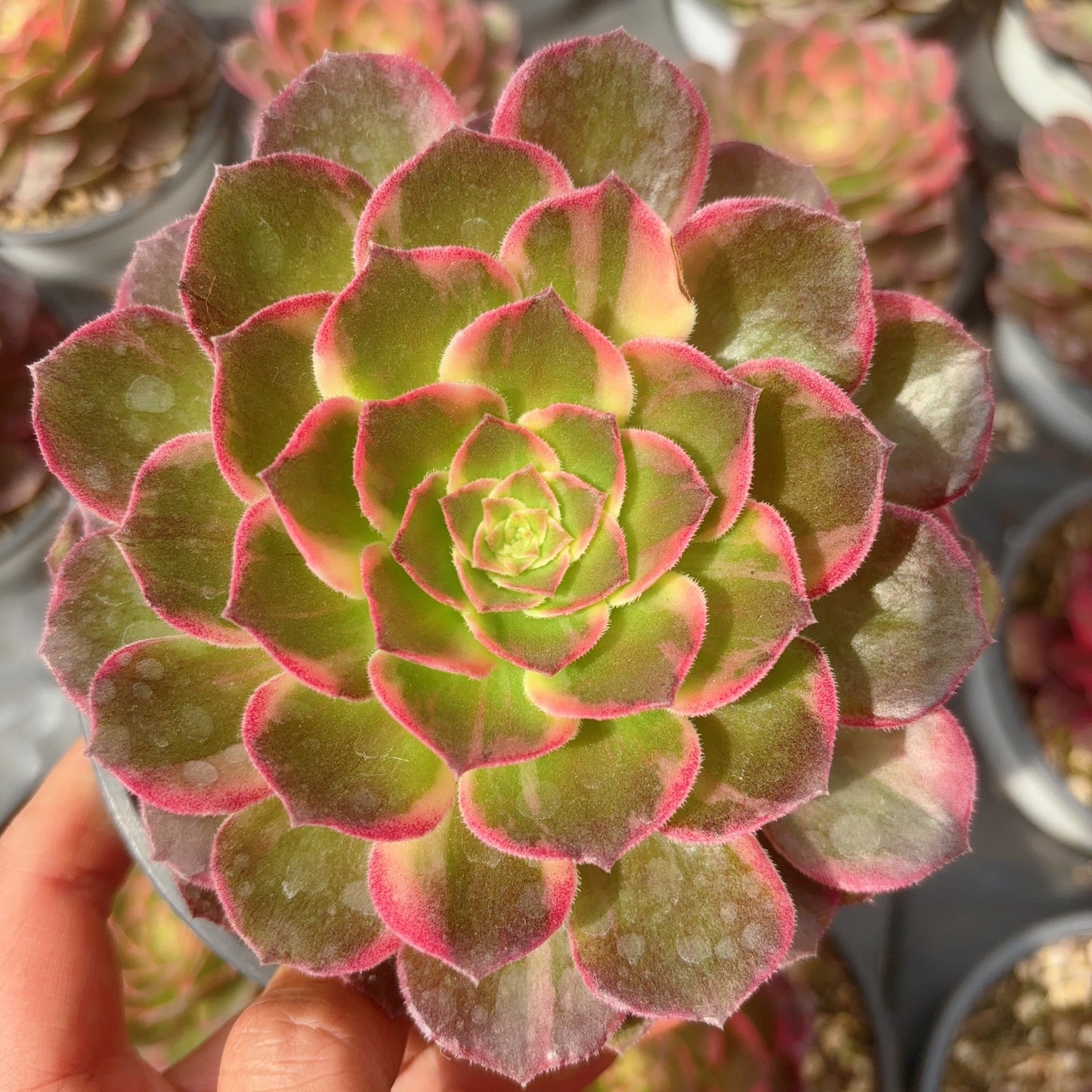 万花筒,Aeonium Kaleidoscope,Cutting 12cm