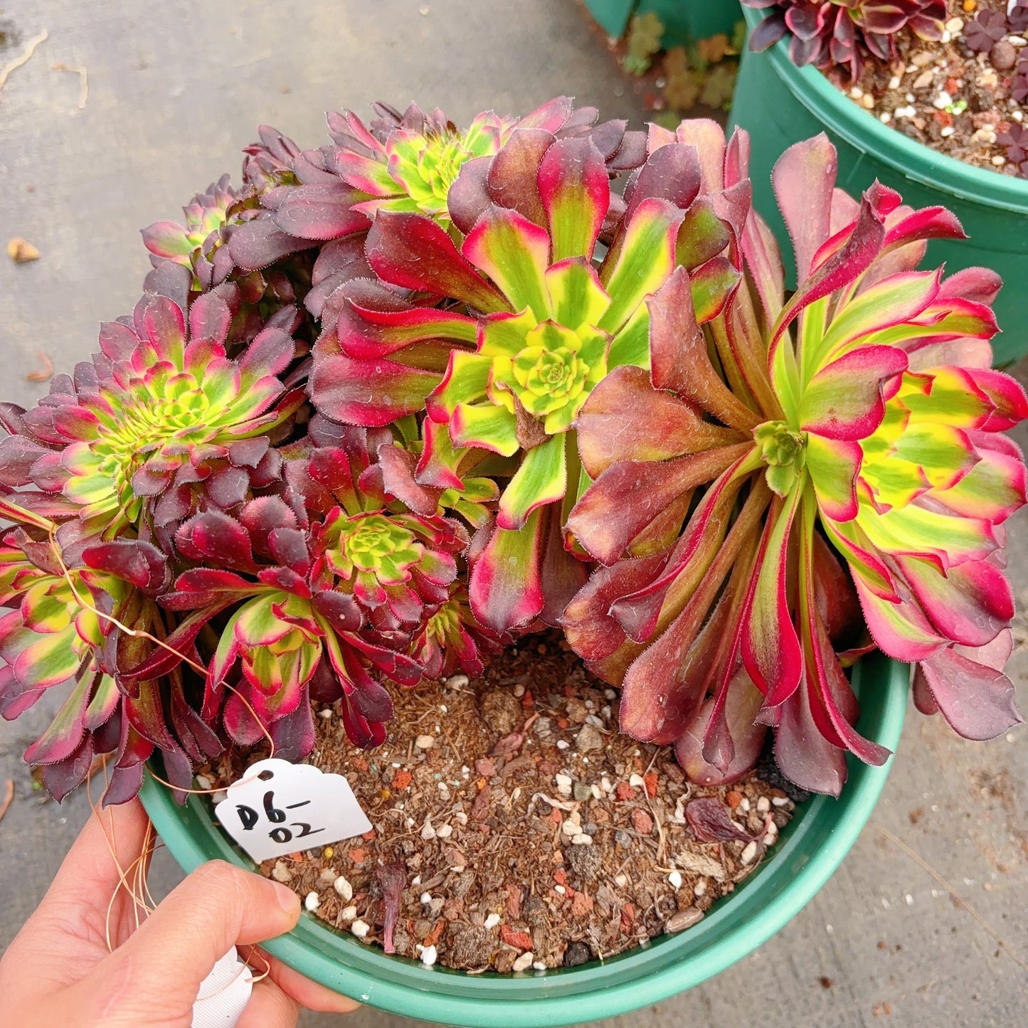 Unique!!!Aeonium Moon Chan Crest,No.D6-02,25cm
