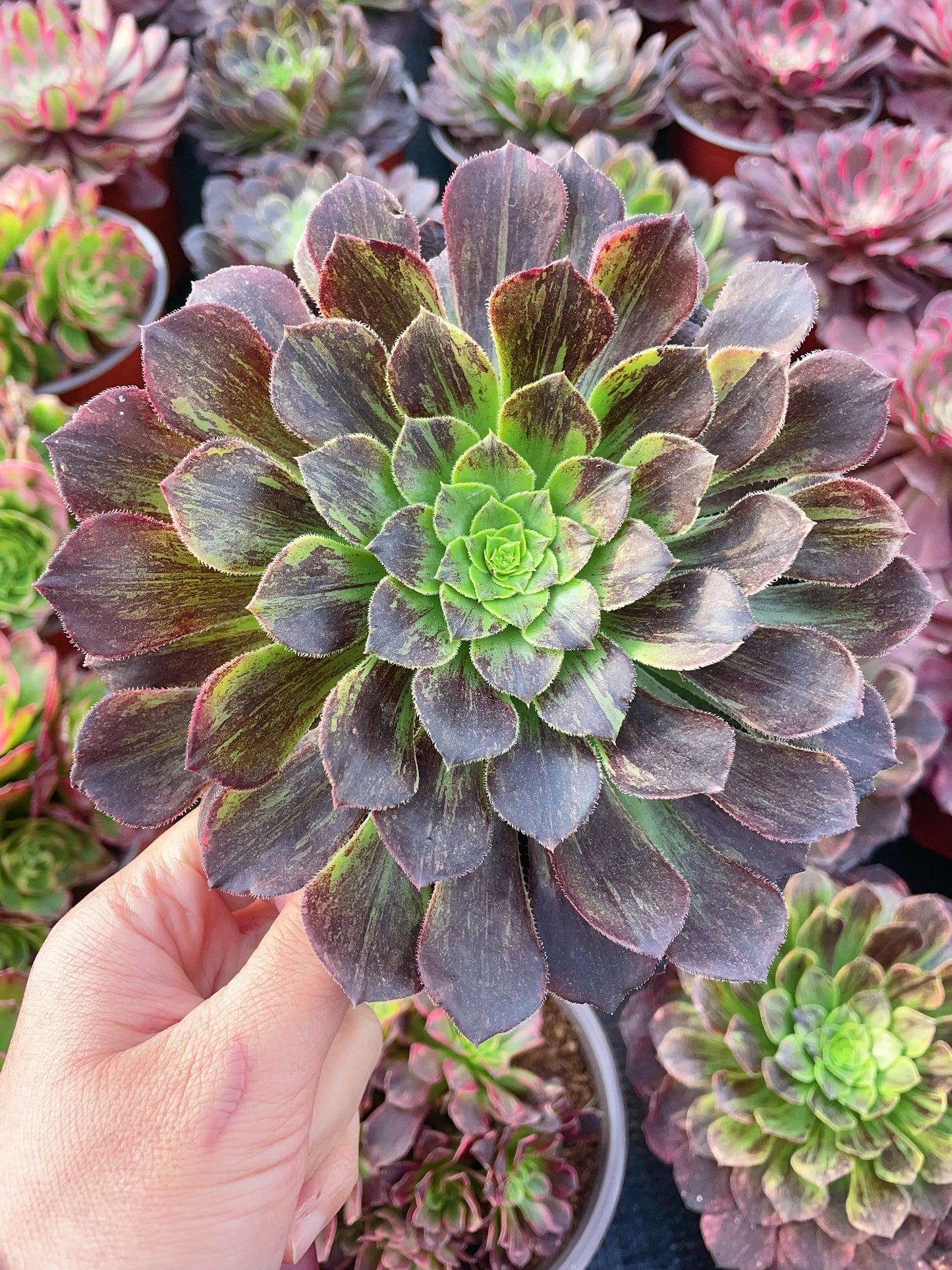 嘉年华拉丝锦Aeonium Carnival Brushed Varigation.Cutting.13cm