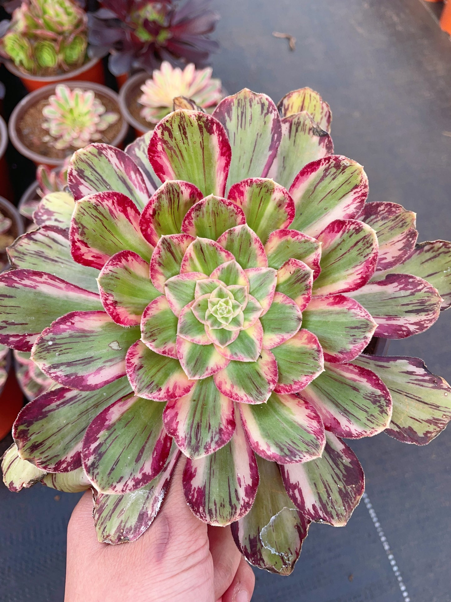 V锦Aeonium ‘The V’,Cutting 10cm