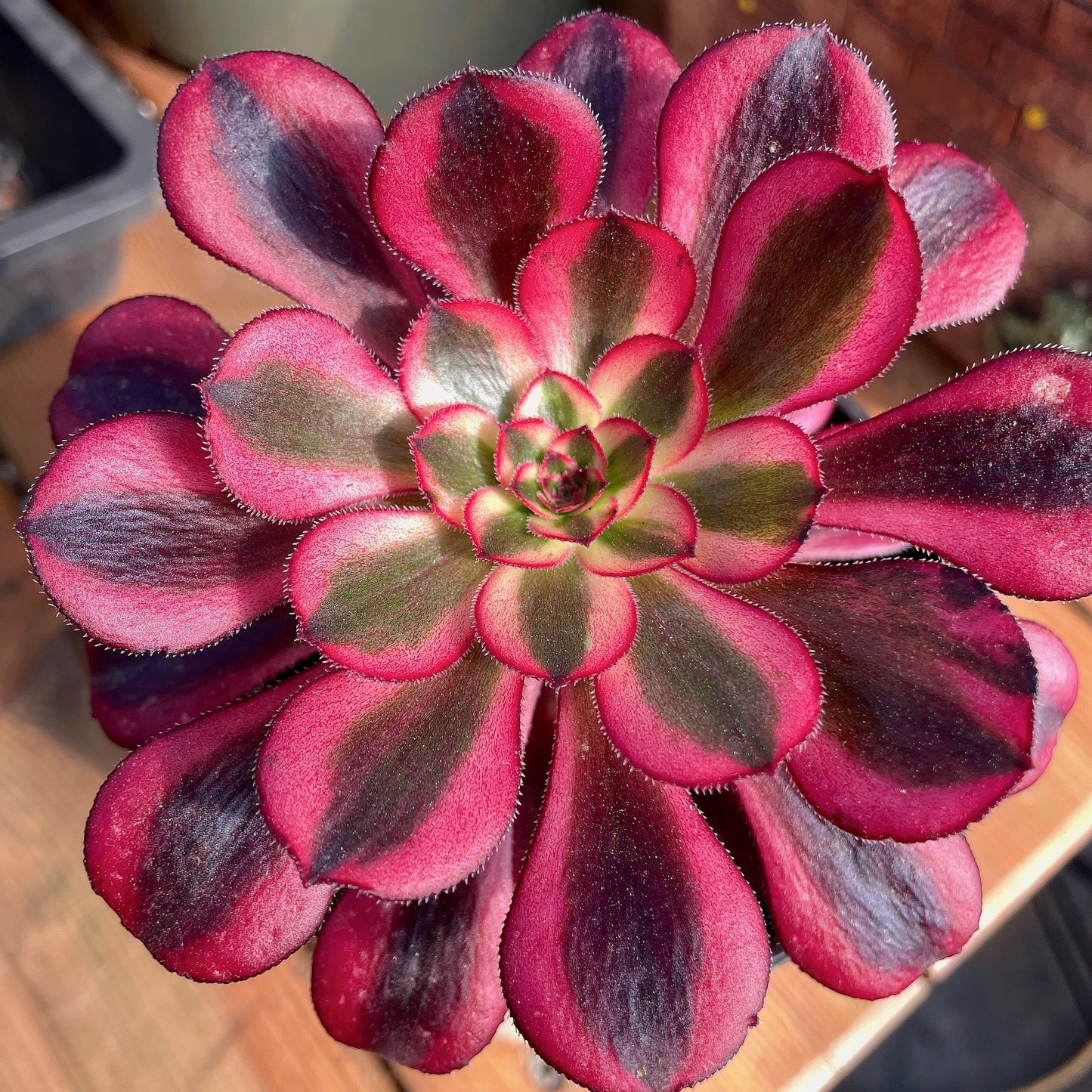 圆叶白/香奈儿Aeonium 'Short Black' The White /Chanel,Cutting 10cm