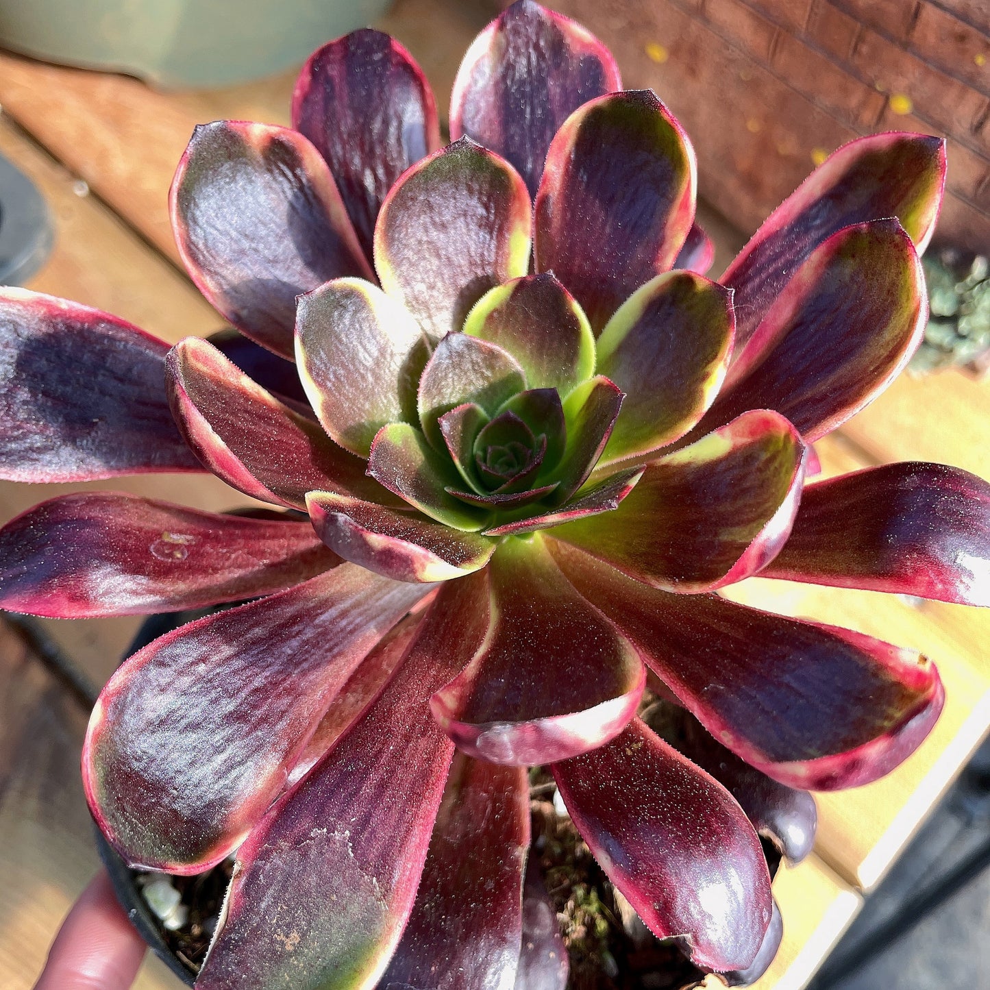 欧嘉丽,Aeonium Superbang.Single Head With Root 13cm