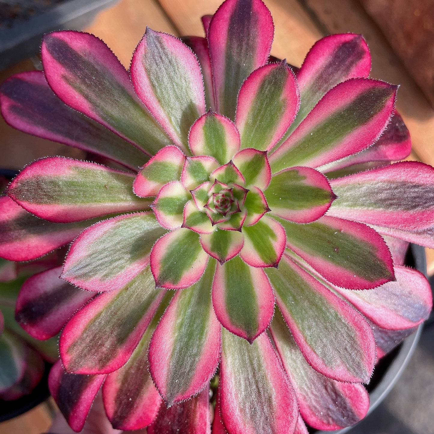 铜壶白 Aeonium Zwartkin the White,Single Head With Root 13cm