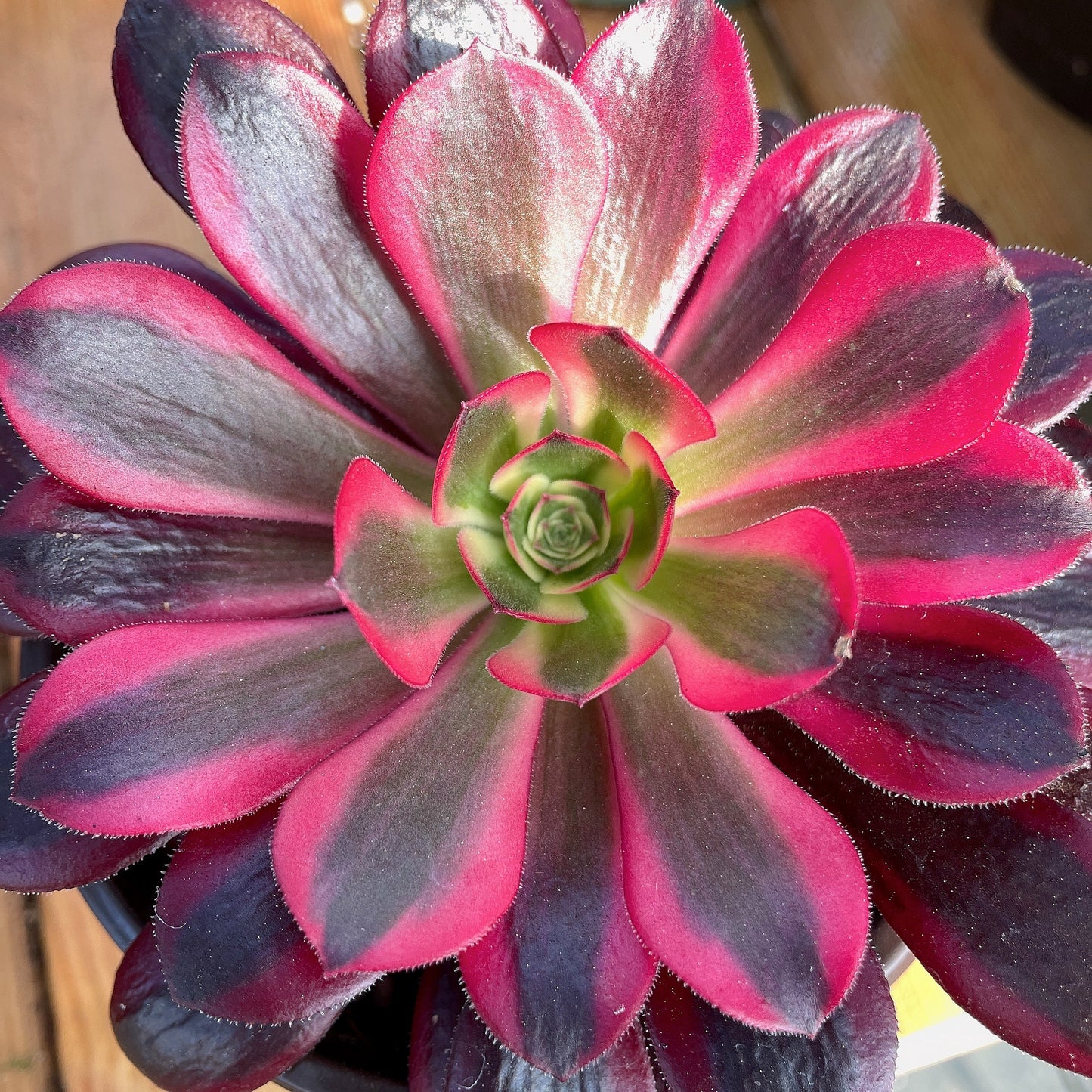 美杜莎Aeonium ‘Medusa’,Cutting 10cm