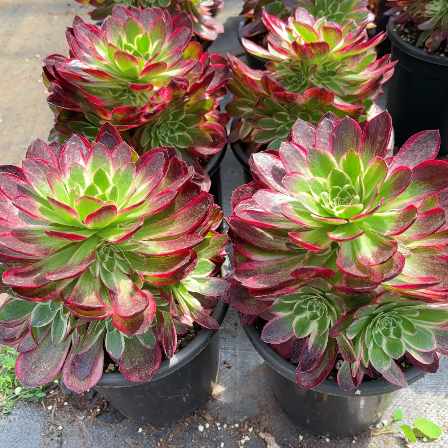 海王群Cluster Aeonium Neptune,Cluster At least 6 heads,20cm