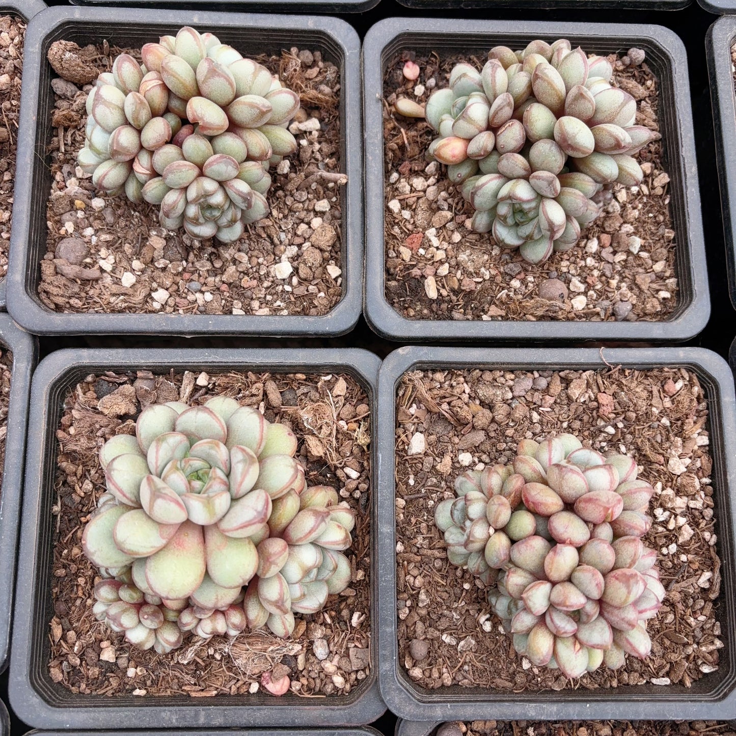 葡萄群,Graptoveria amethorum,Cluster 16cm pot