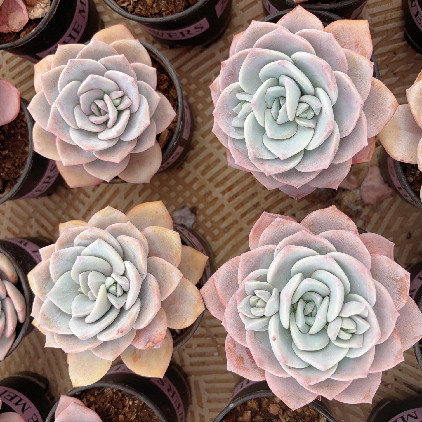 樱花雪,Echeveria Sakura Fall,Single head 12cm pot