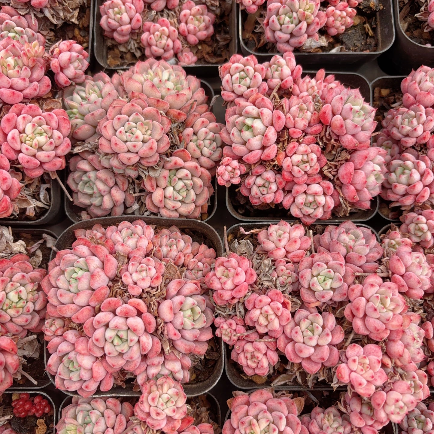 红袖娘小群,Echeveria Lady Hopeshow,Cluster 7cm pot