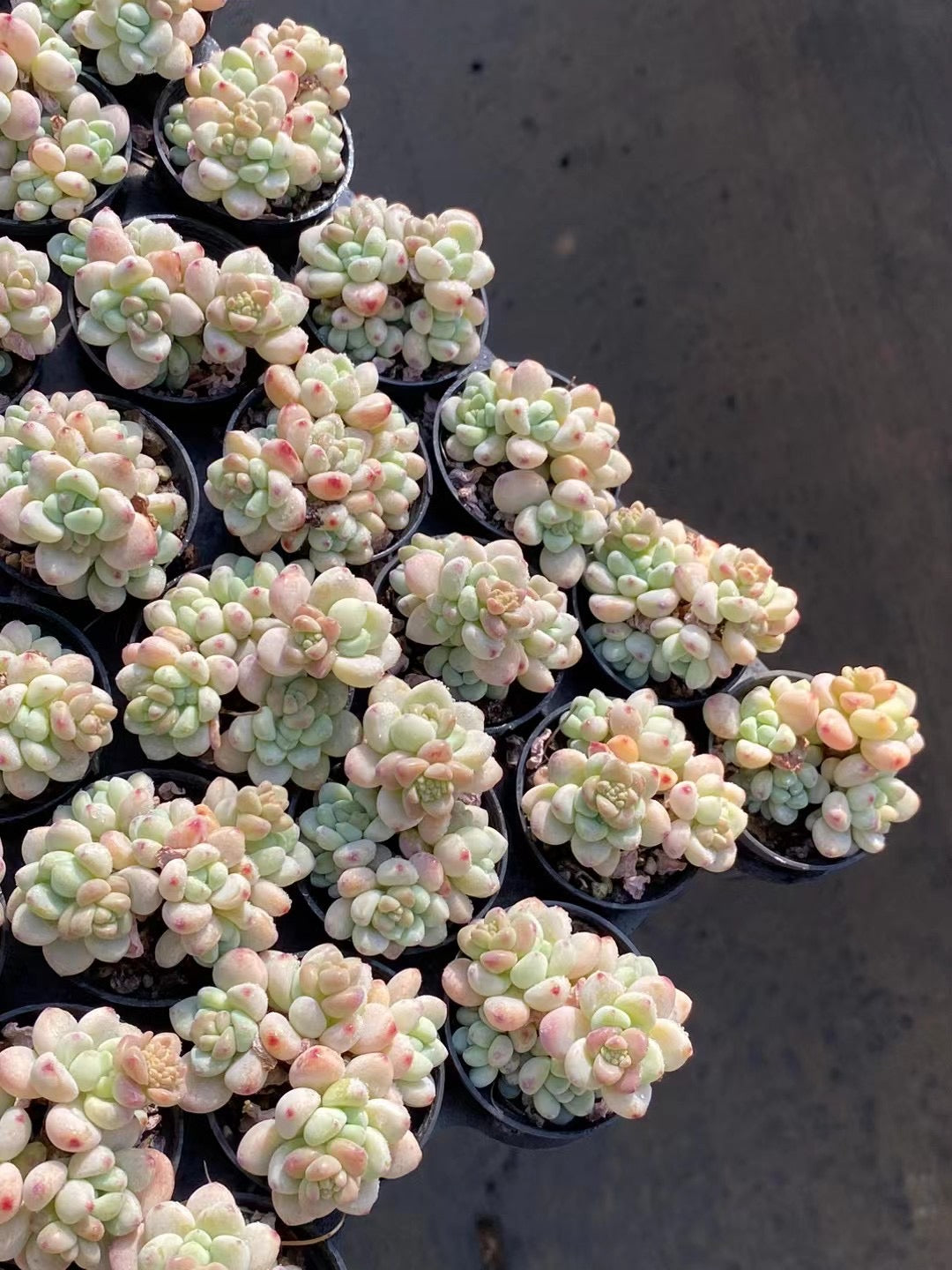 劳尔群,Echeveria Laurel,Cluster 5.5cm pot