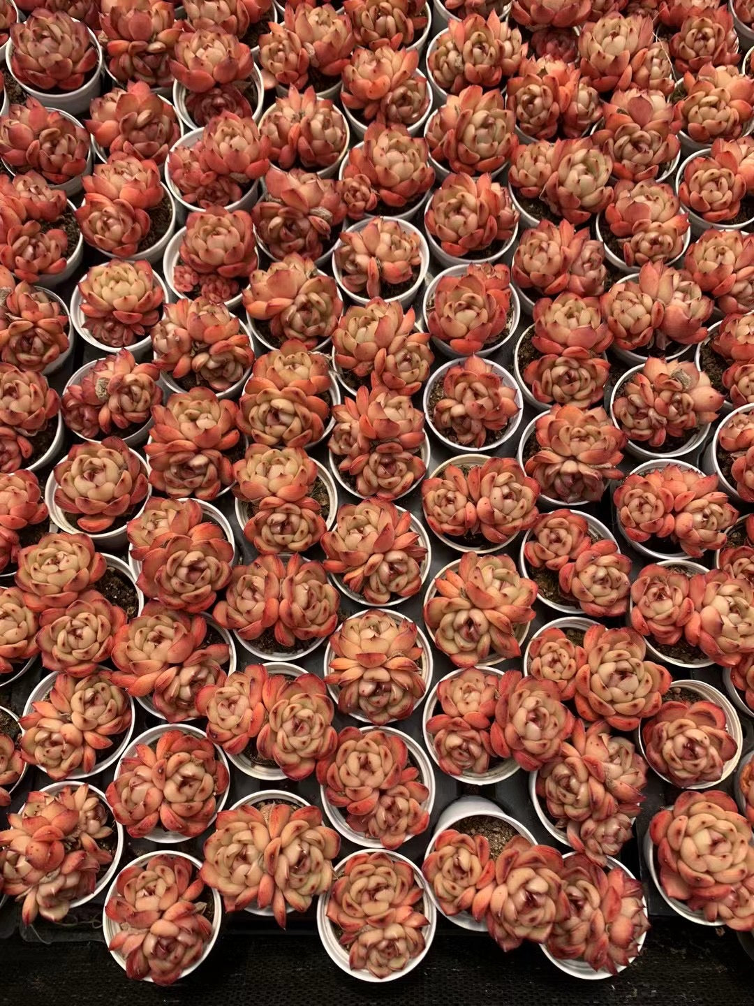 万宝路双头,Echeveria Marlboro,2 heads 5.5cm pot