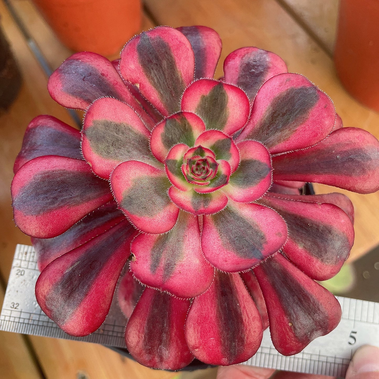 圆叶白/香奈儿Aeonium 'Short Black' The White /Chanel,Single Head With Root 13cm
