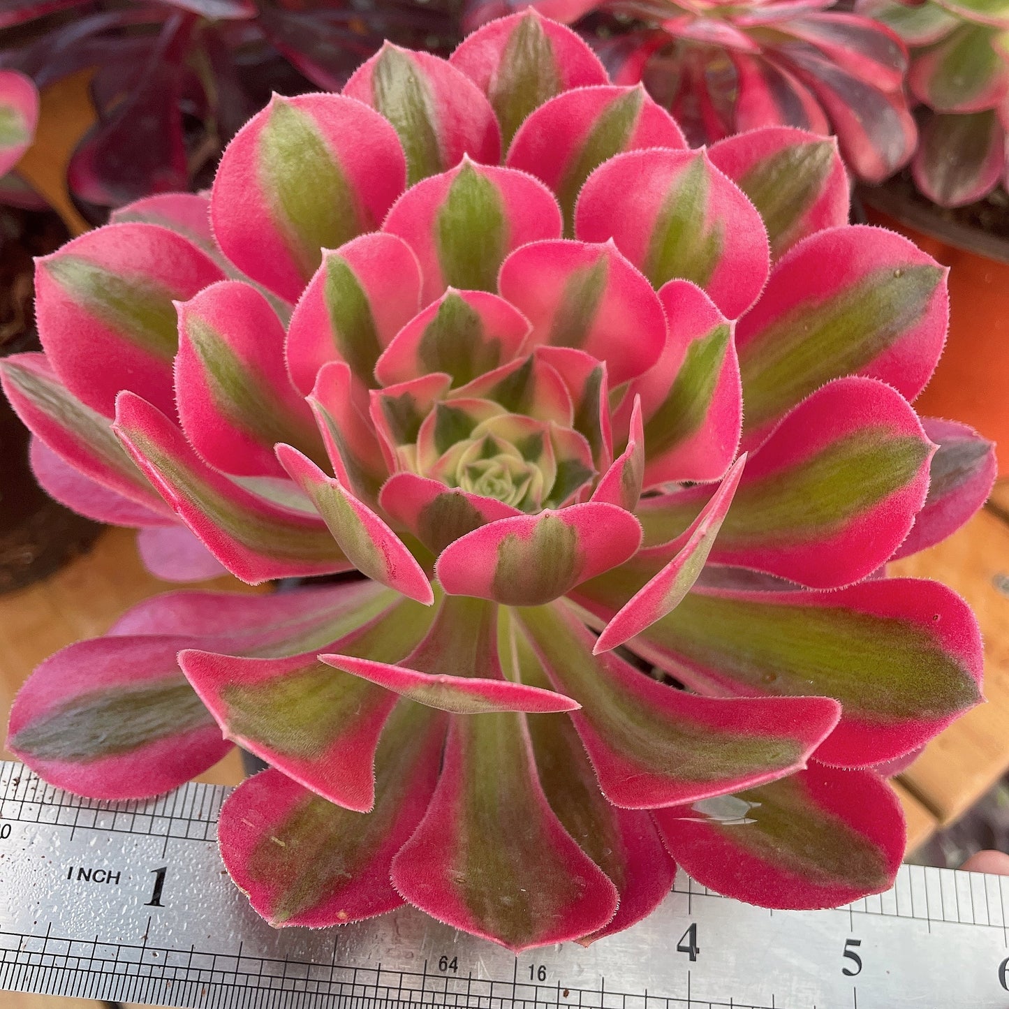 粉女巫 Aeonium Pink Witch,Cutting 10cm