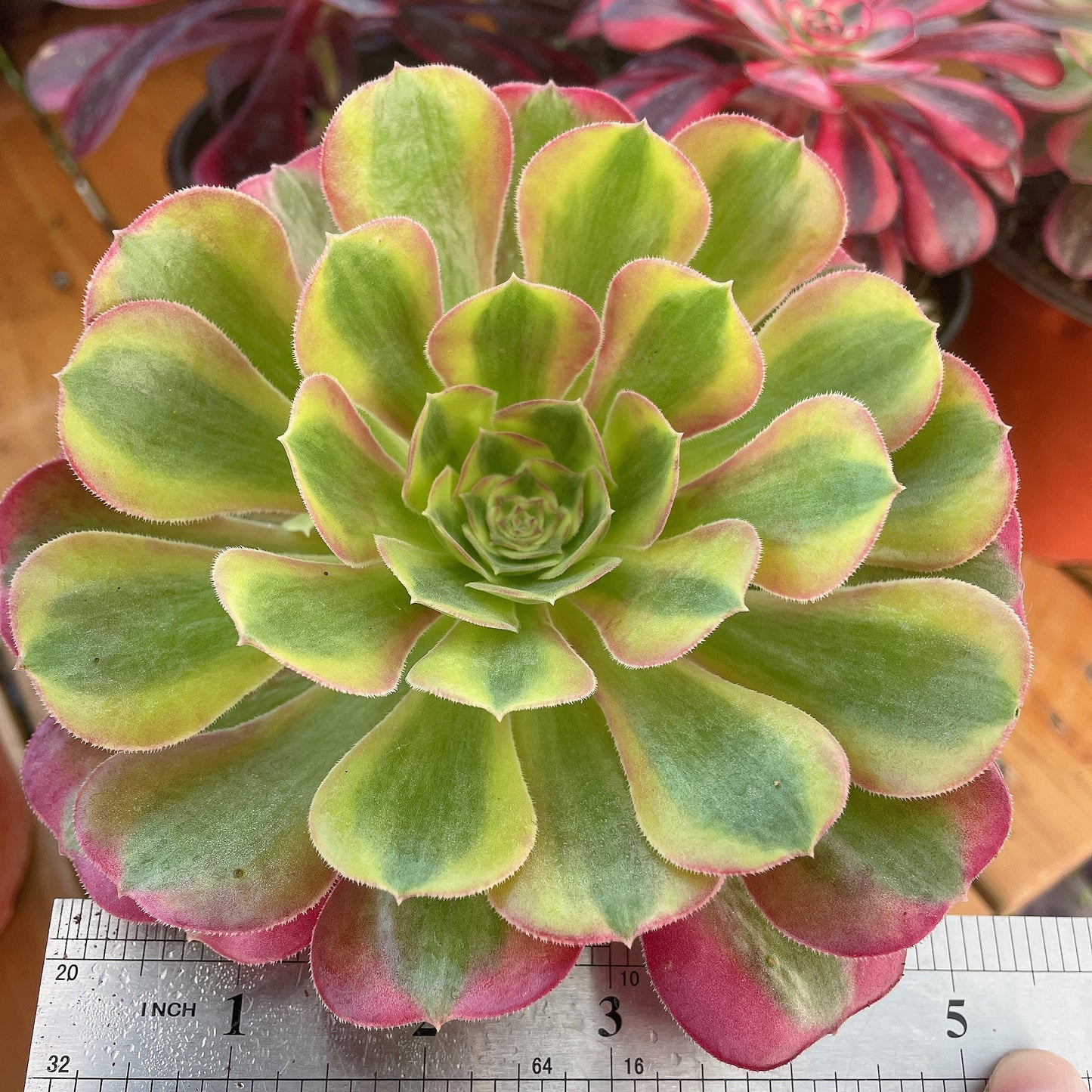 洛神Aeonium Luoshen,Cutting 10cm