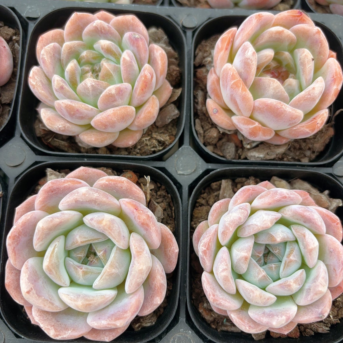 优选冰魄Selected Echeveria Ice Soul,single heads,6cm pot