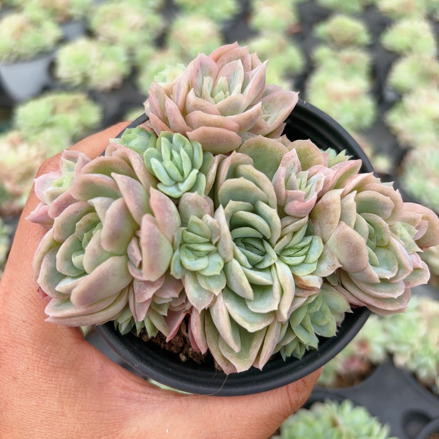 冰片玫瑰锦,Varigated Echeveria Ice Chips,Cluster,9cm pot