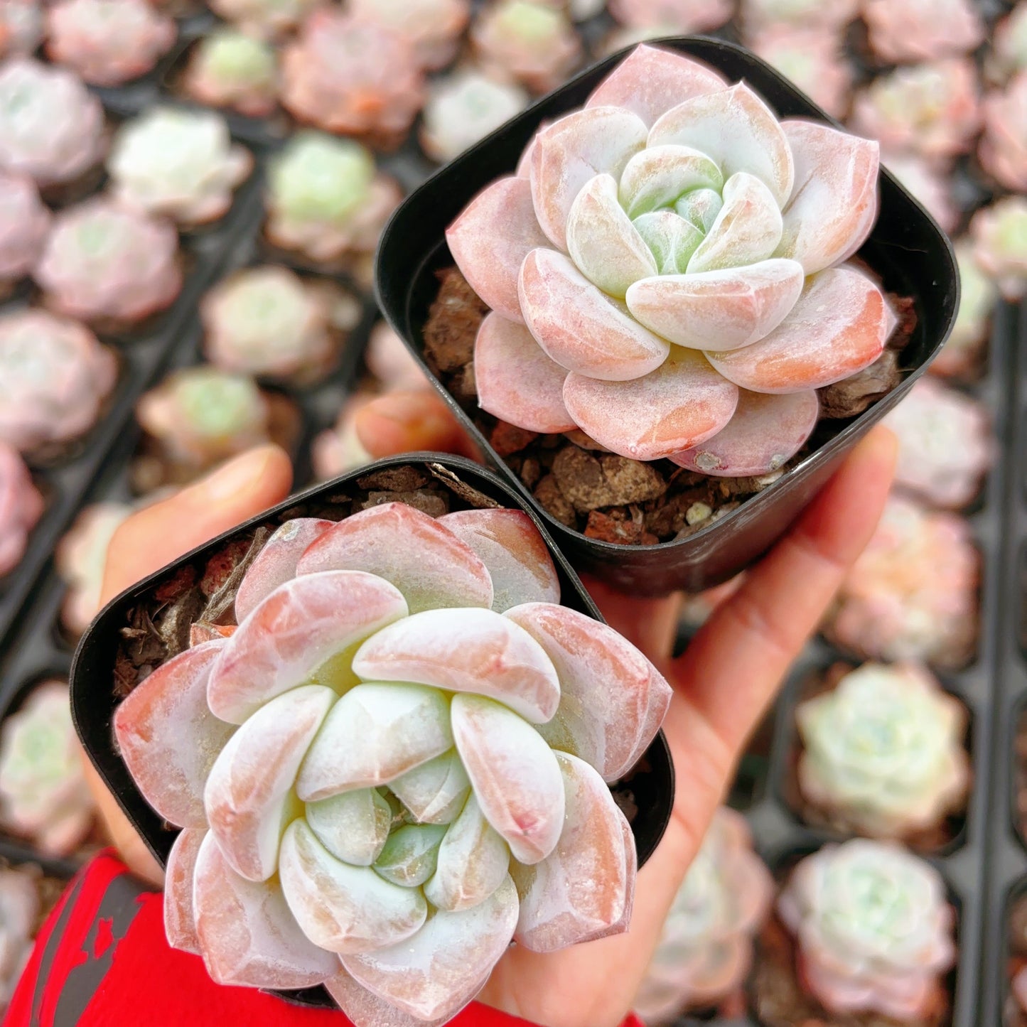 雪瓷Echeveria Snow Porcelain,1-2 heads,6cm pot