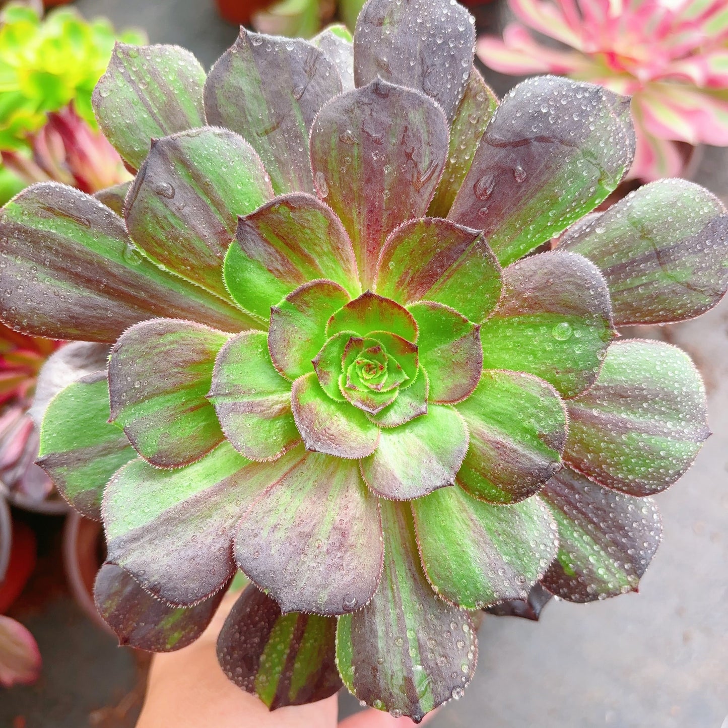 黑魔,Aeonium Black Devil,Single Head 13cm
