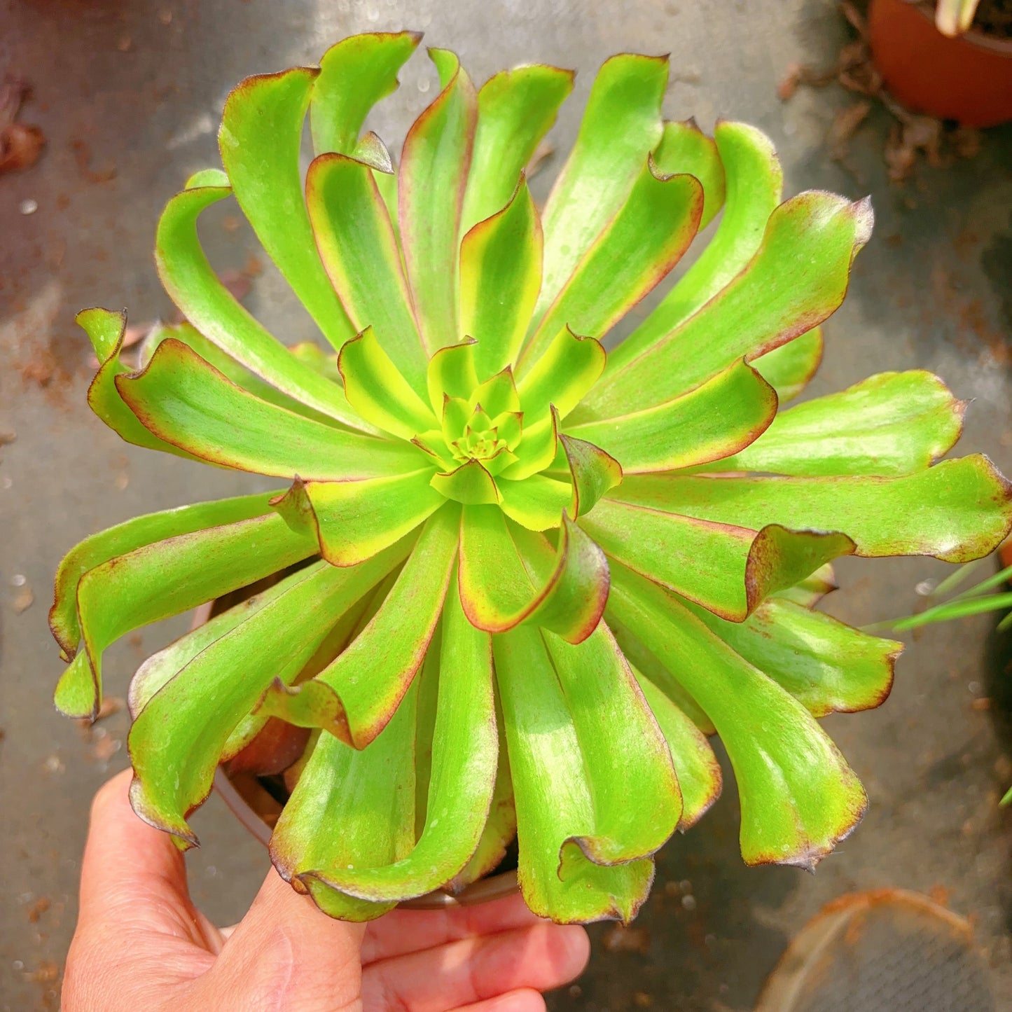凌波仙子 Aeonium Limbo Fairy,Single Head With Root 13cm