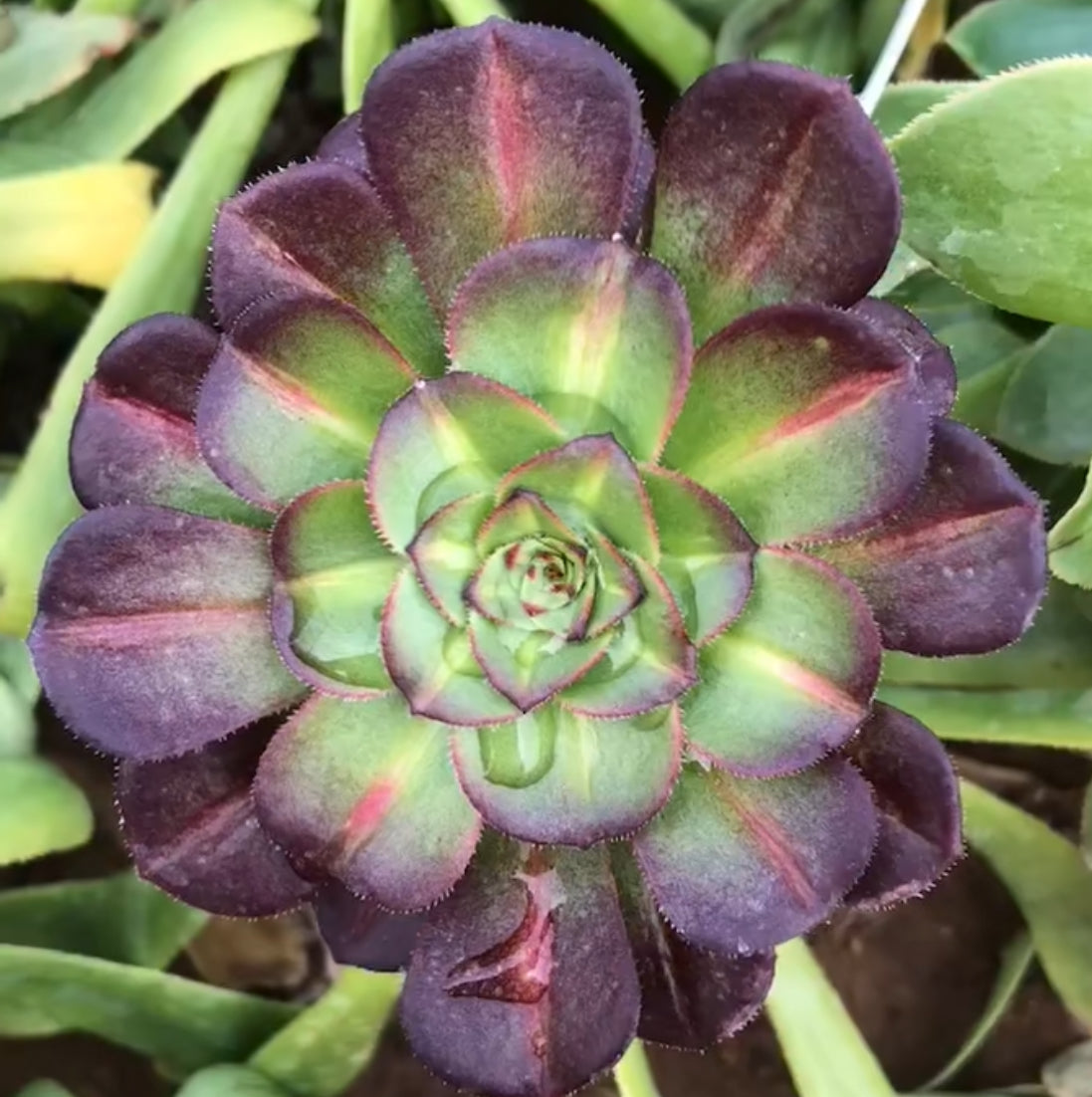Aeonium Mocha,Single Head 13cm
