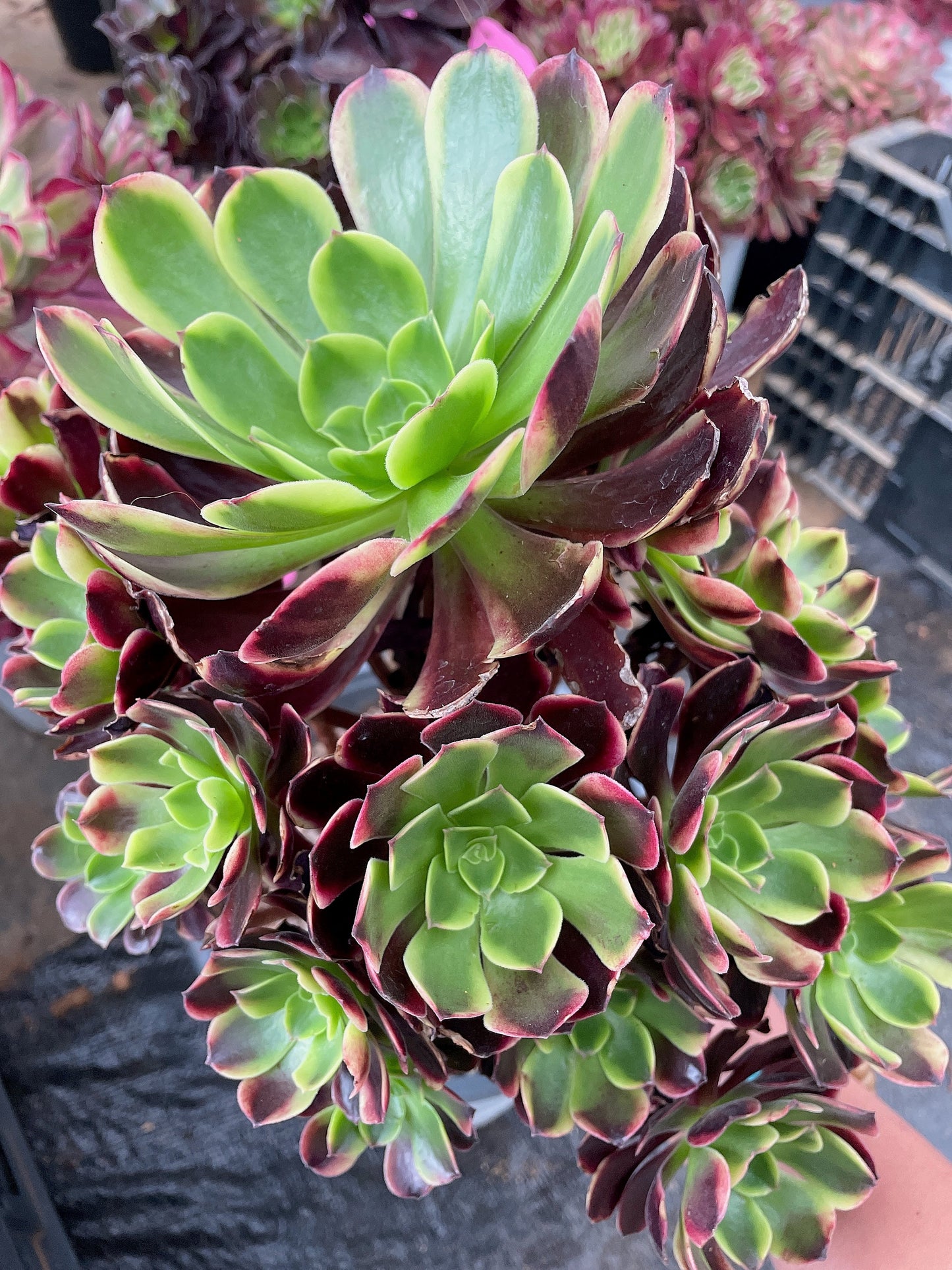 欧嘉丽群生 Cluster. Aeonium Superbang,Cluster At least 10 heads 20-25cm