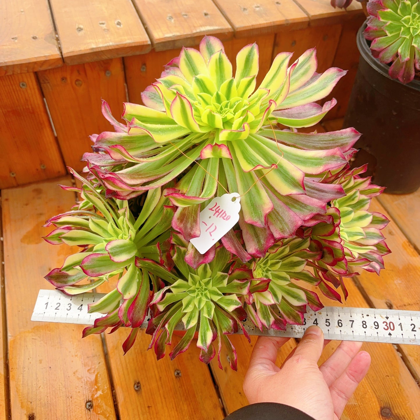 Unique!!No.241102-12.Aeonium Tian He,Cluster.Sizes Shown in Photos.