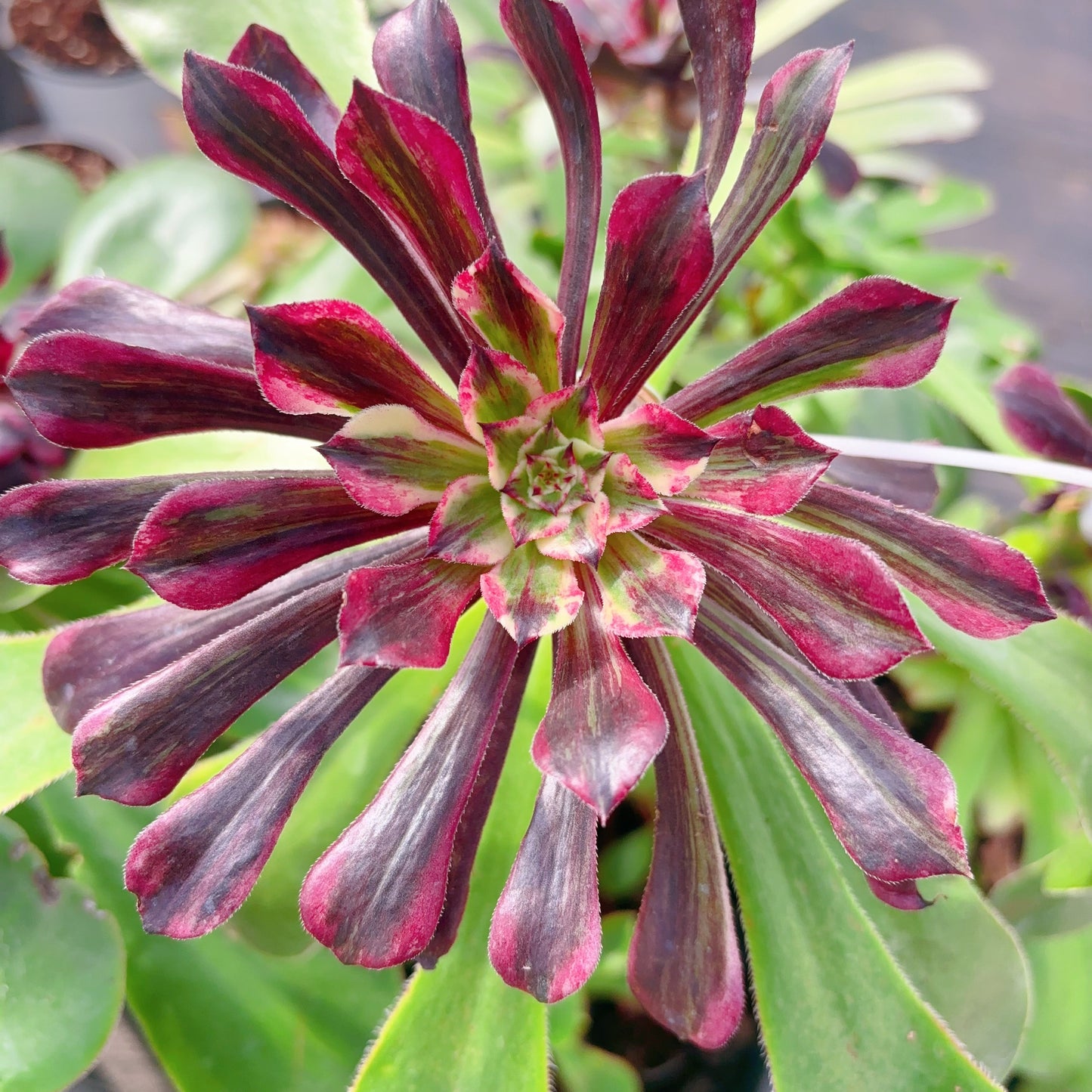 铜花,Aeonium Copper Flower,Cutting 10cm
