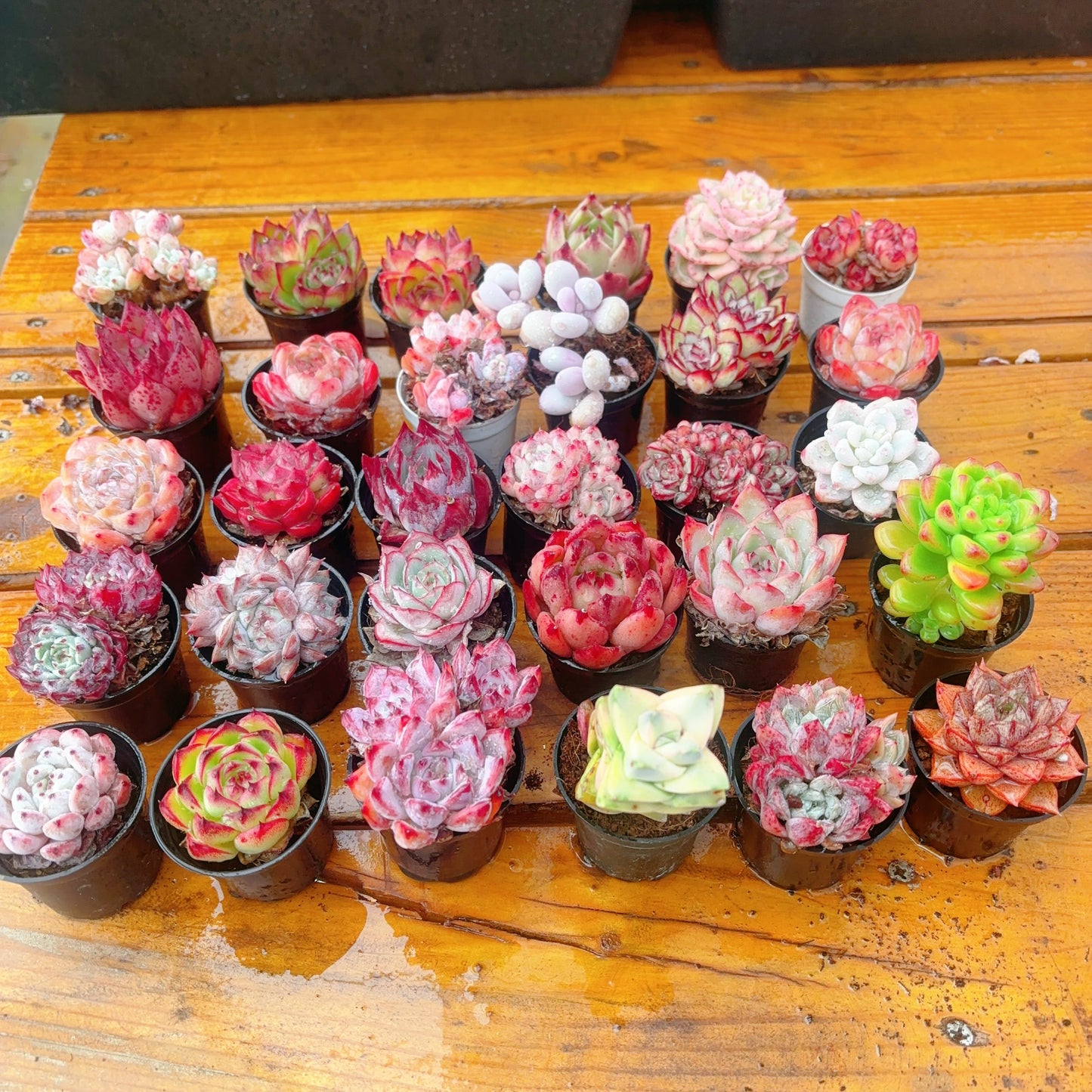 Discount Package,Random 30 Echeverias With at Least 2 Varigated Species and No duplicates.