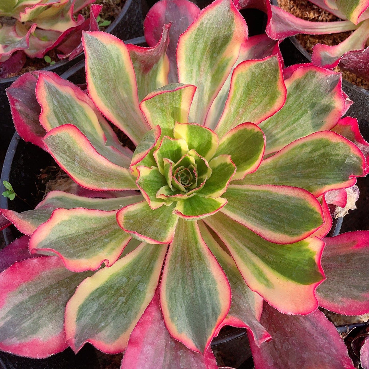 魅影 Aeonium Phantom,Cutting 15-20cm