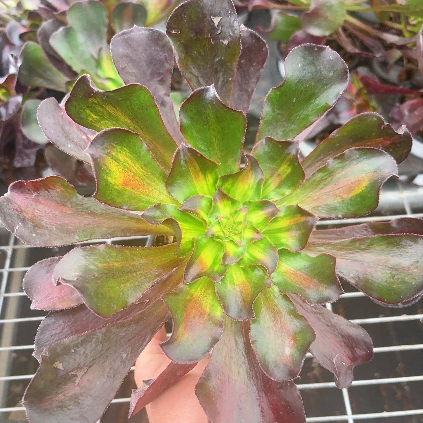 魅影中斑 Middle Varigated Aeonium Phantom ,Cutting 15-20cm