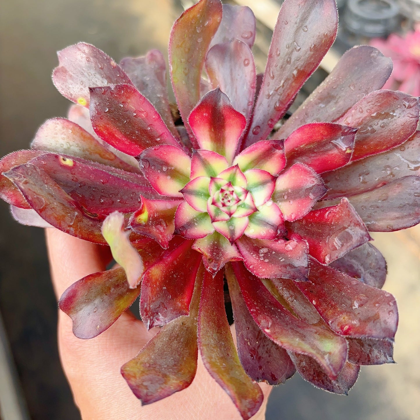 初雪,Aeonium First Snow,Cutting,10cm