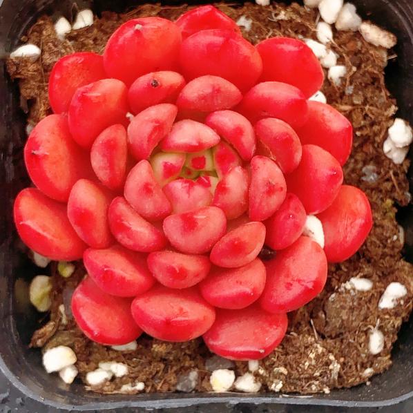 红宝石Echeveria Pink Ruby,Single head 7 cm Pot