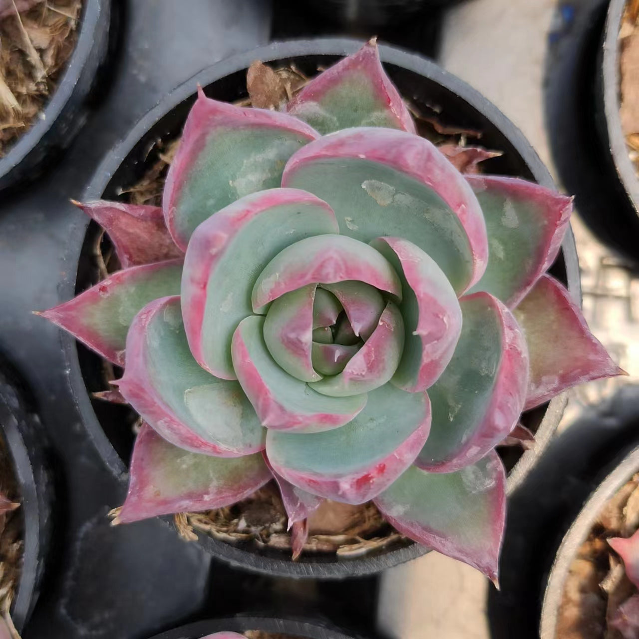 惊鸿仙子Echeveria Jinghong Fairy,Single Head 5.5 cm Pot