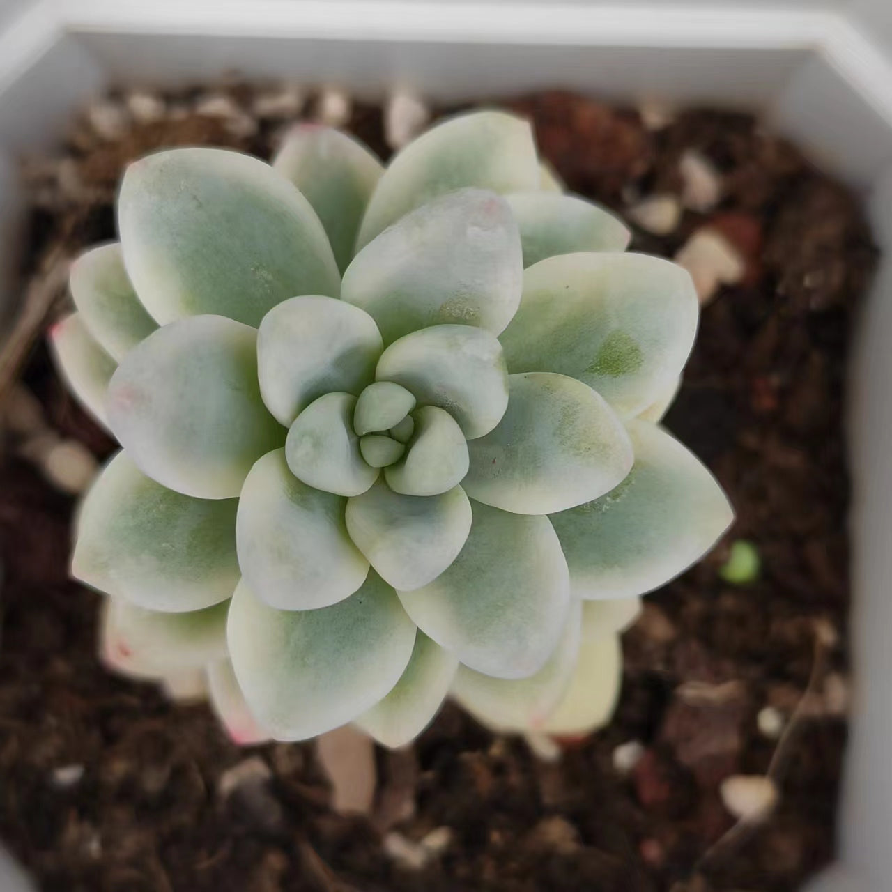 劳尔锦Varigated Echeveria Laurel,Single Head 7 cm Pot