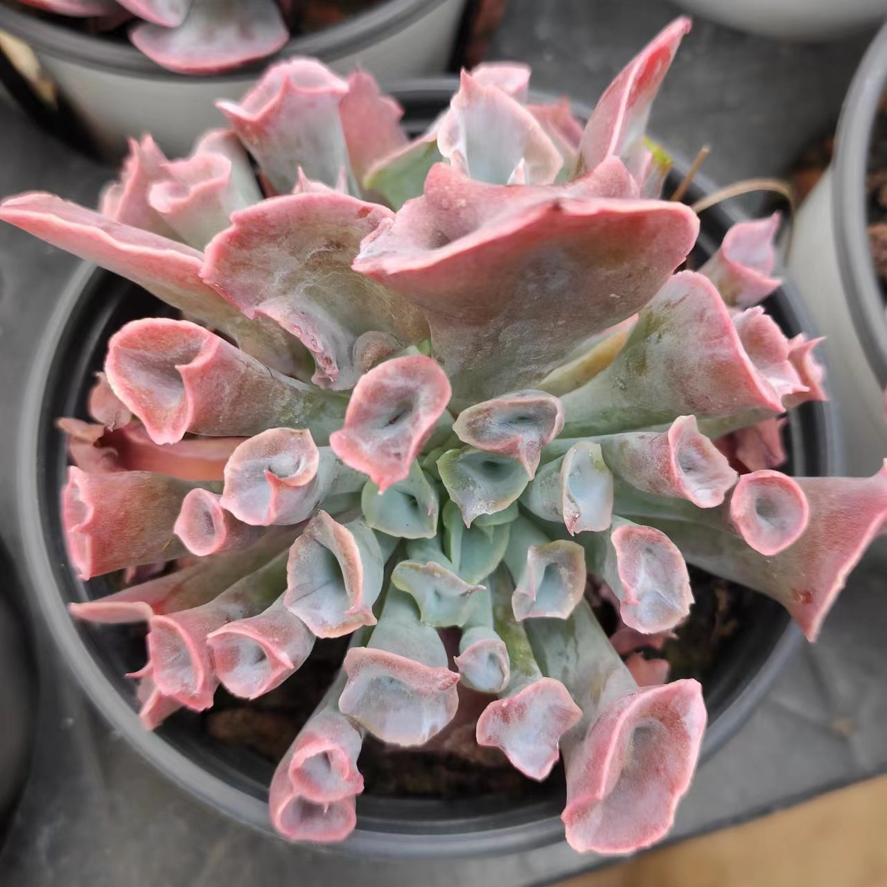 魔笛Echeveria Pinky Nose,Single Head 9 cm Pot