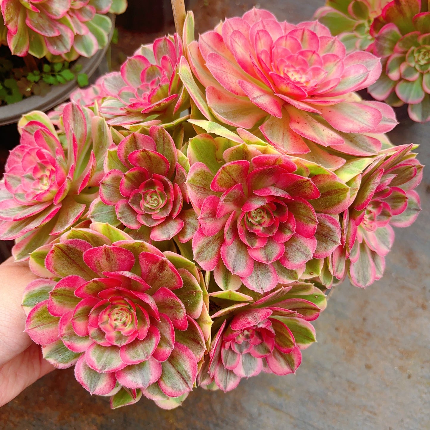 海神，Aeonium Nereus，Cluster，20-25cm，At Least 10 heads