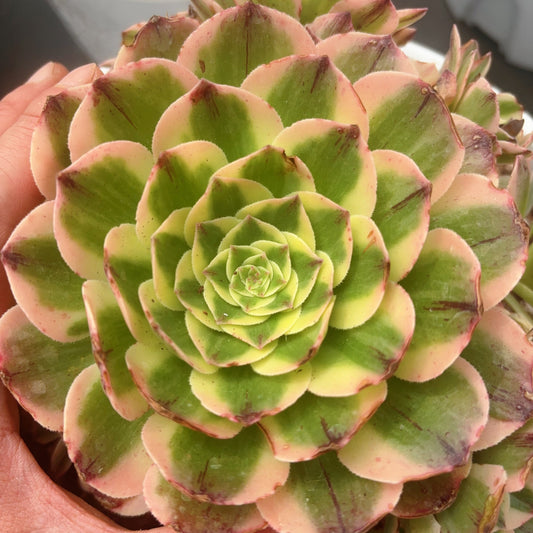 伊莱莎，Aeonium Eliza，Cutting 12cm
