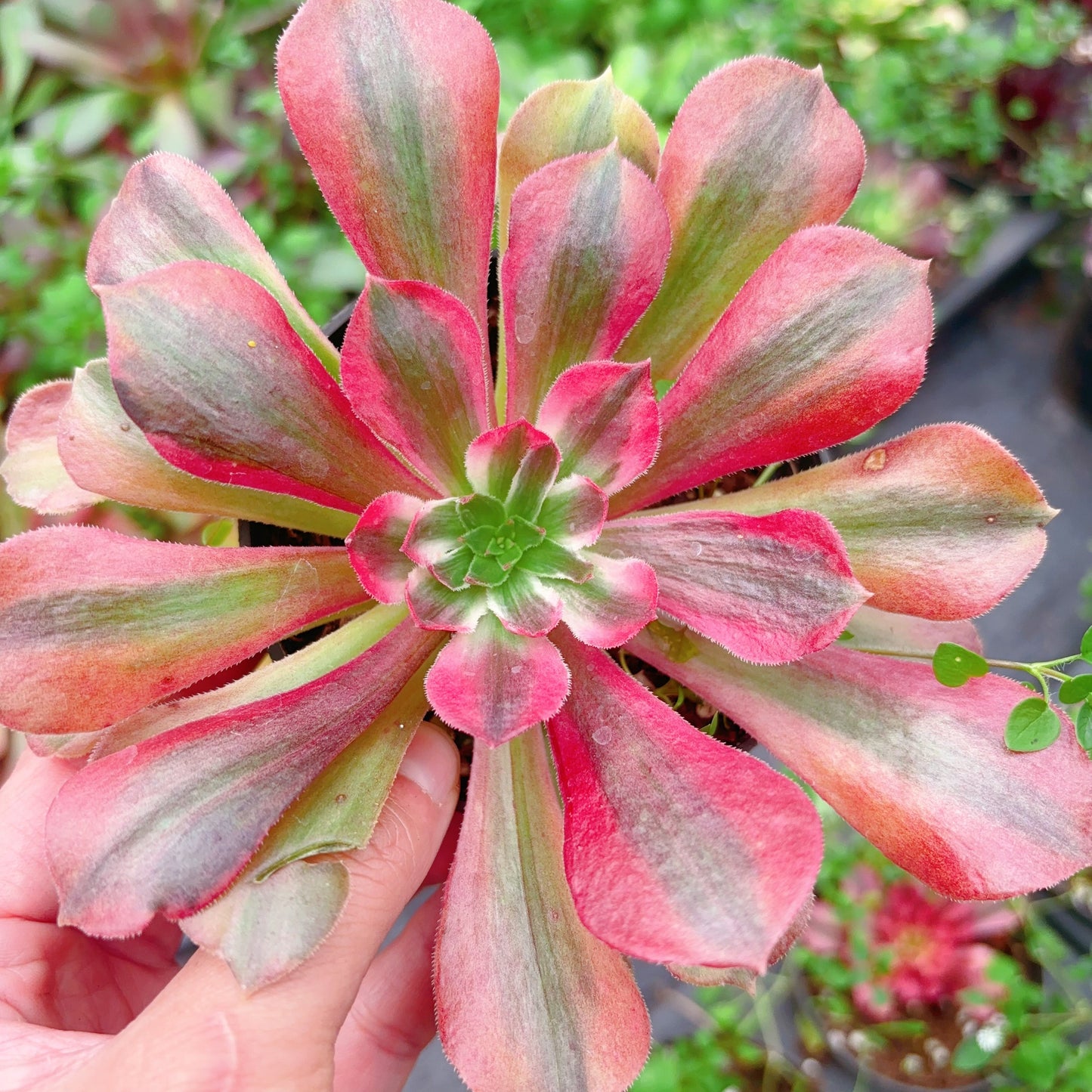 金辉，Aeonium Golden Glow，Single Head，13cm